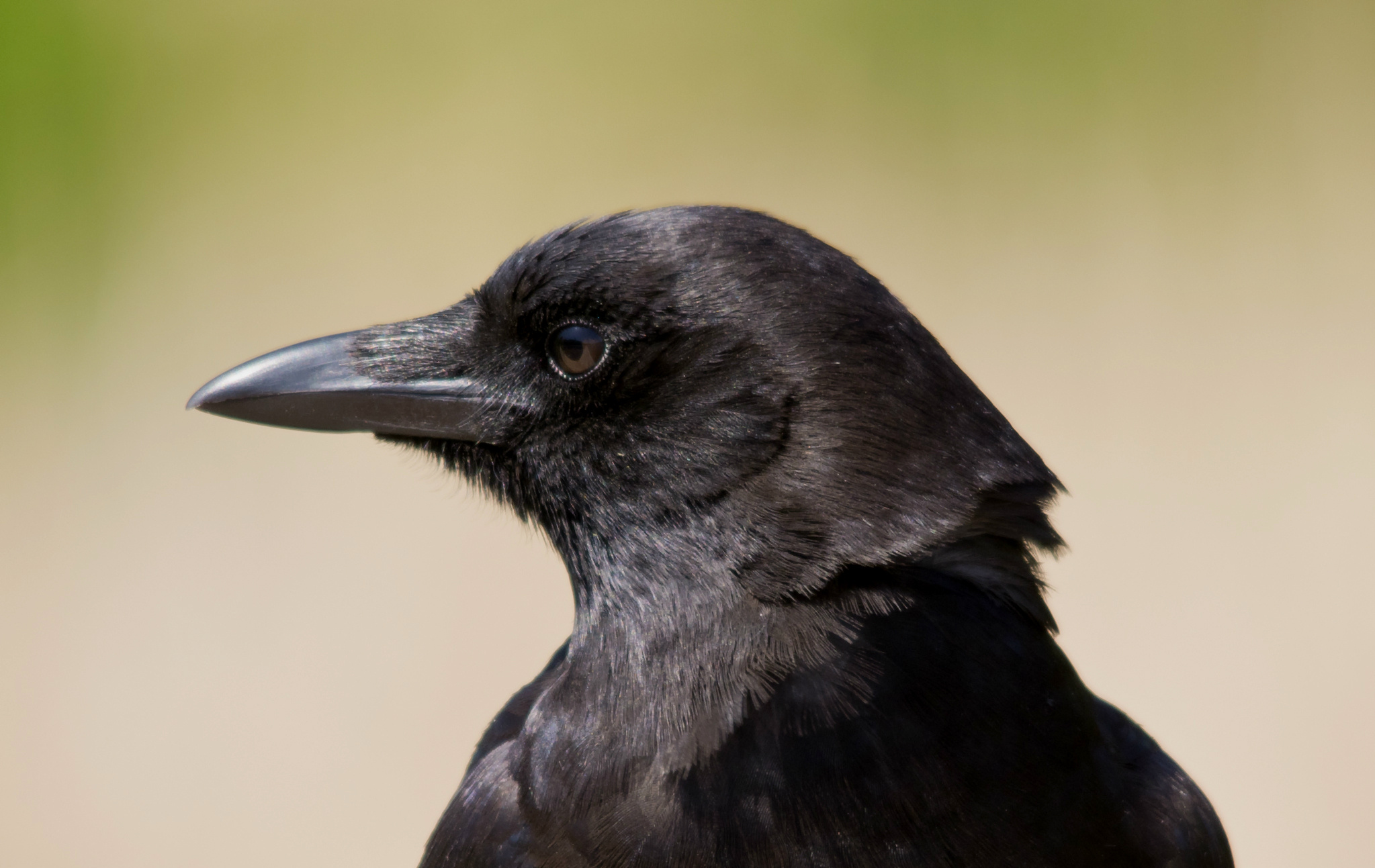 Corvus corone, Crows Wallpaper, 2050x1300 HD Desktop