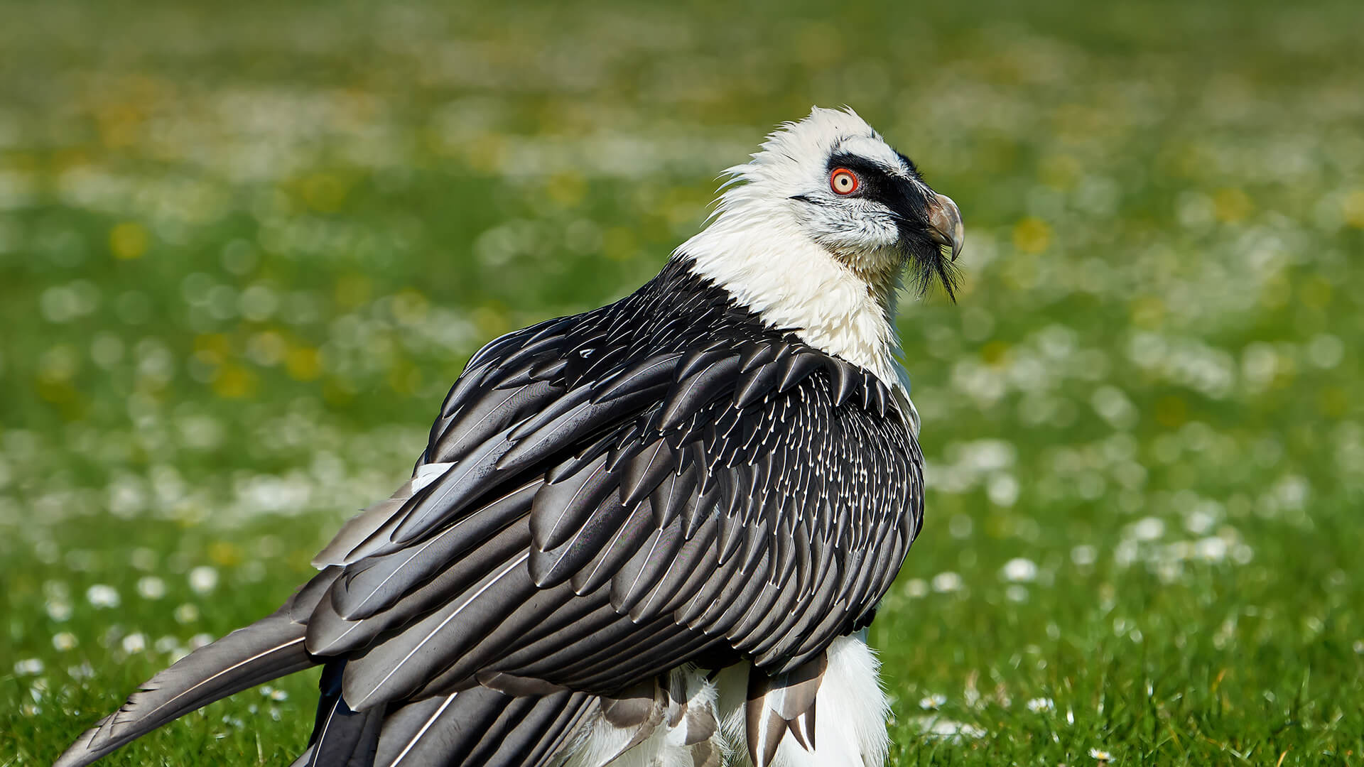 Bearded Vulture, Stunning wallpapers, Striking backgrounds, HD images, 1920x1080 Full HD Desktop