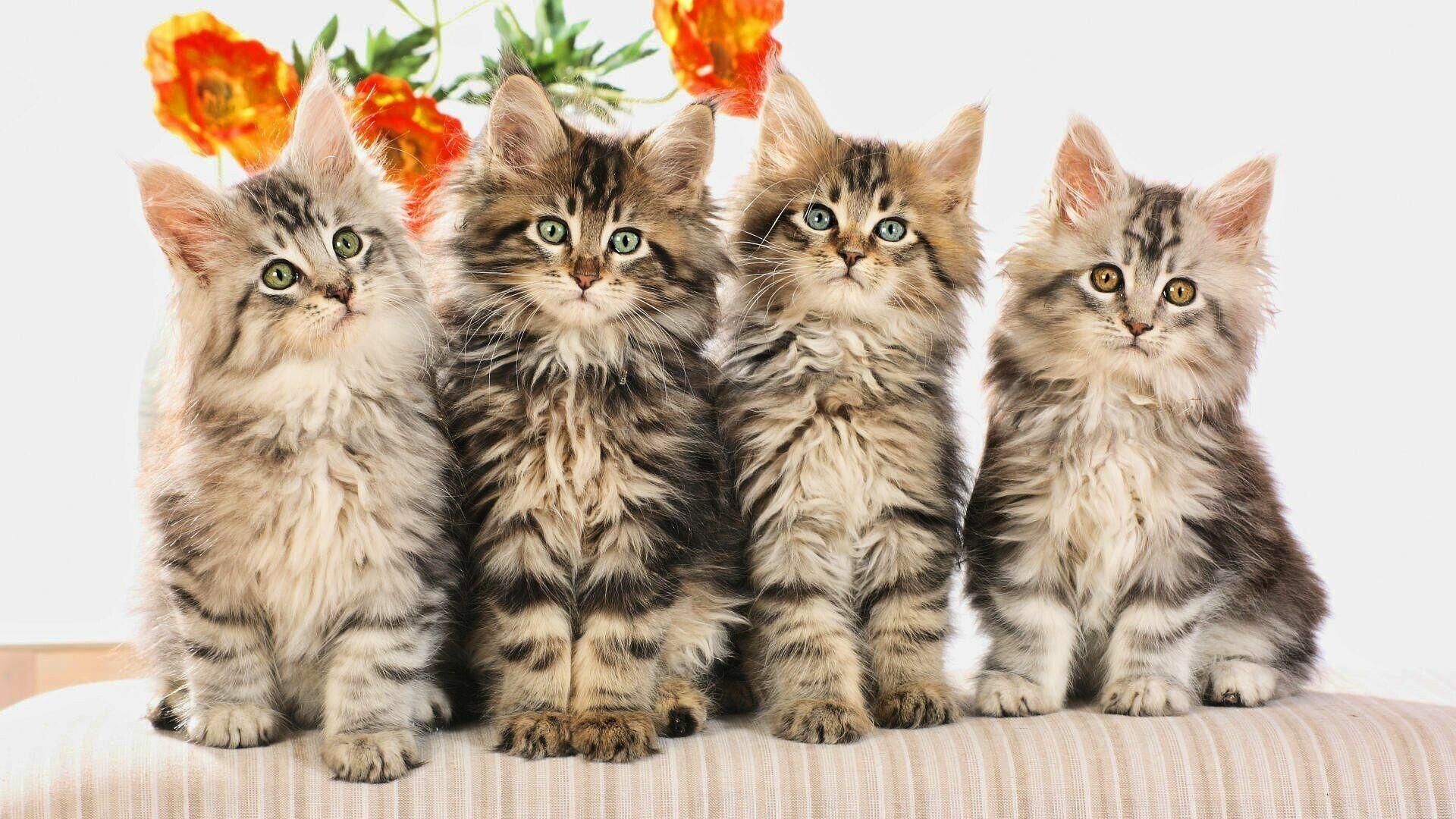 Maine Coon, Kittens Wallpaper, 1920x1080 Full HD Desktop