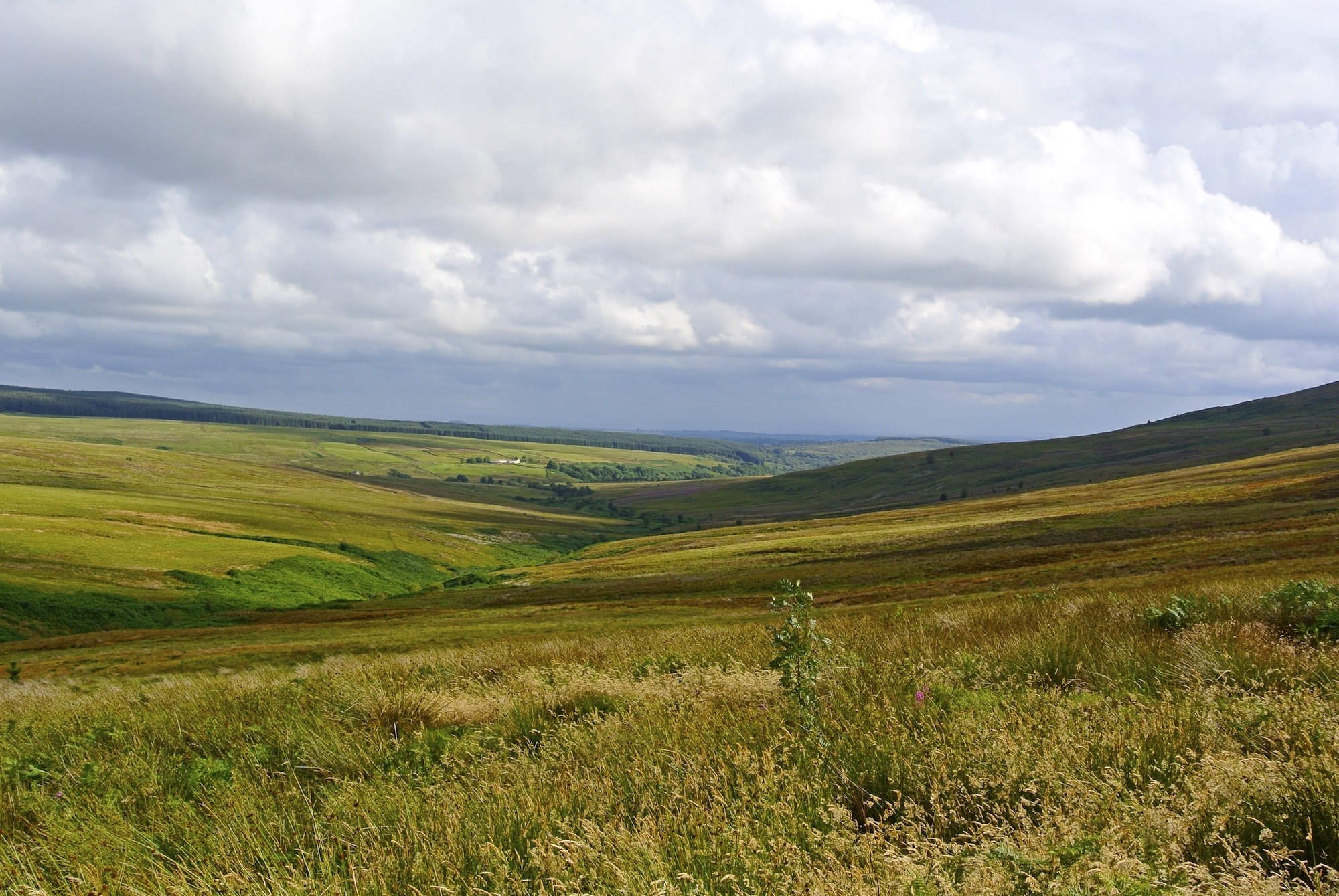 rolling grassy moorland valley, wild meadow grass foreground, dramatic overcast cloudscape, HD Desktop wallpaper