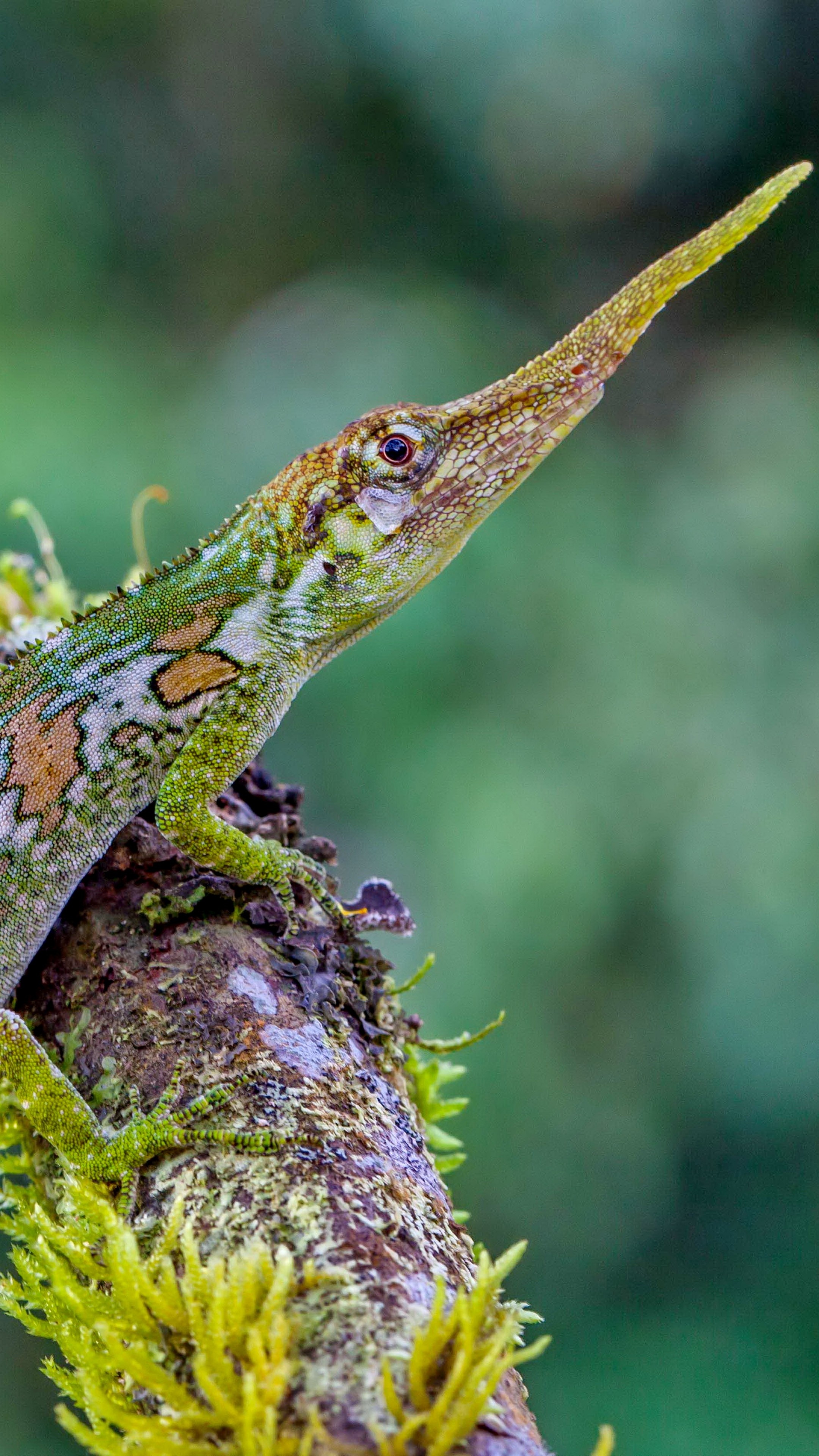 Pinocchio lizard, Green nature, Animal reptiles, Tourism animals, 2160x3840 4K Phone