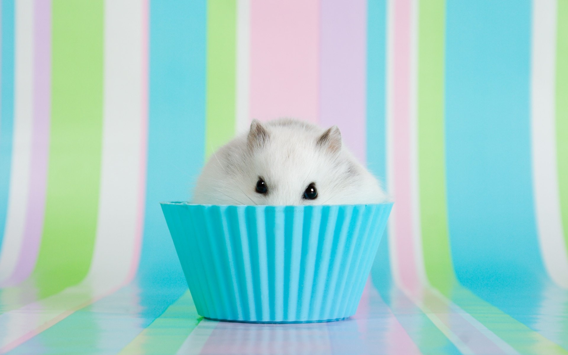 Hamster collection, Wallpaper gallery, HD backgrounds, Stunning visuals, 1920x1200 HD Desktop