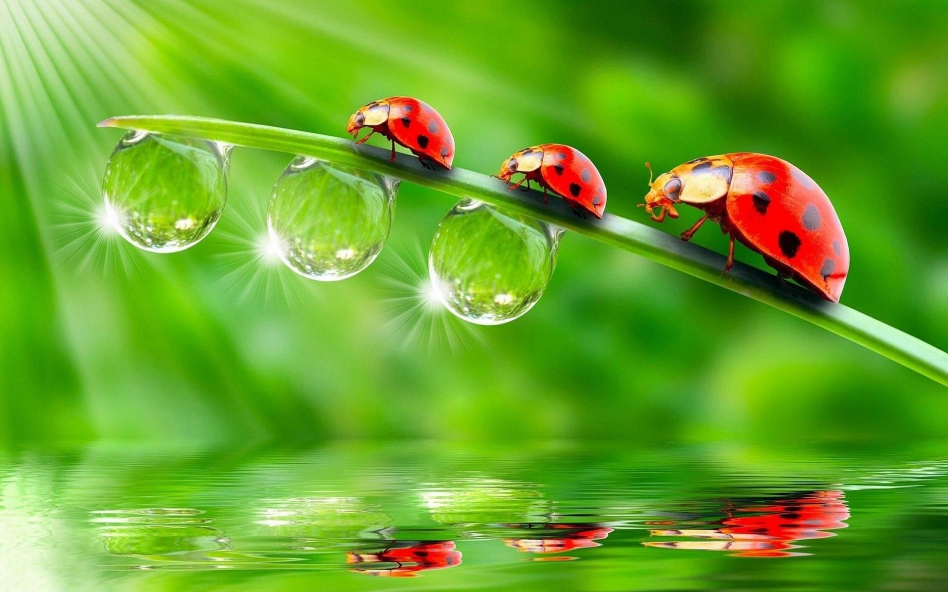 Ladybugs animals insect, Water drops reflection, Free download, High quality, 1920x1200 HD Desktop