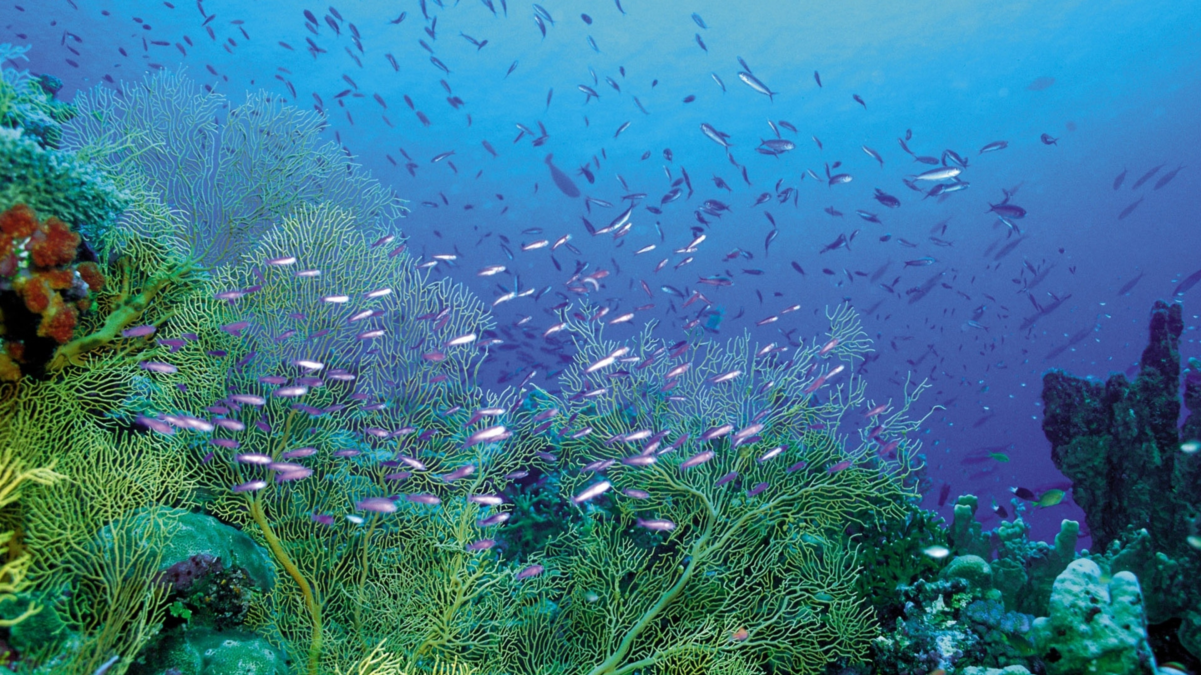 Coral reef and tropical fishes wallpaper, Underwater paradise, Vibrant marine life, 4K Ultra HD, 3840x2160 4K Desktop