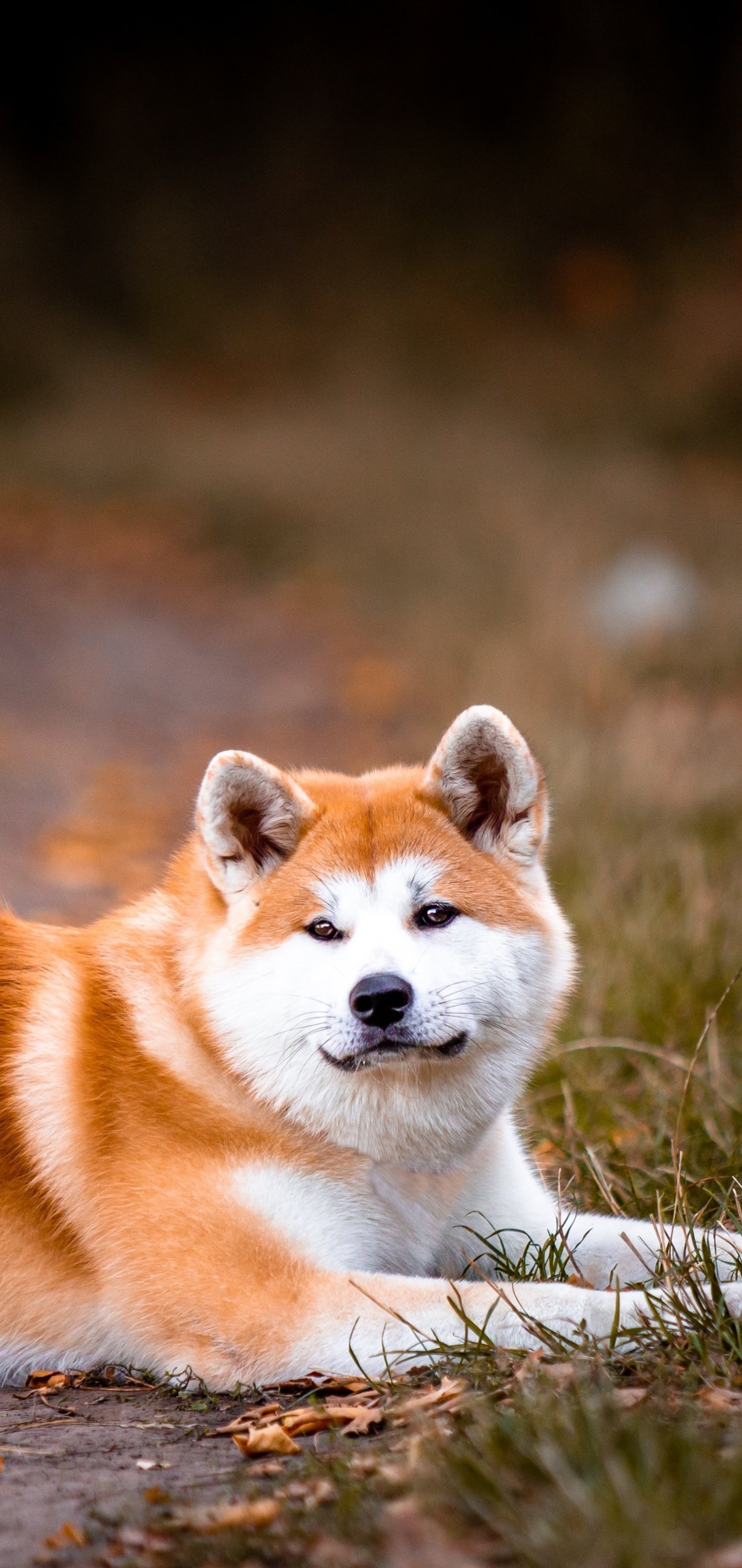 Animal Akita wallpaper, Captivating canine, Impressive display, Wallpaper sensation, 1440x3040 HD Phone