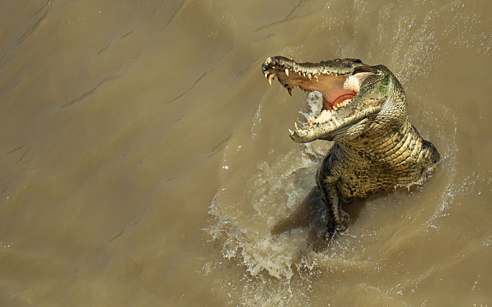 Alligator, Freshwater inhabitant, Camouflaged predator, Large reptile, 1920x1200 HD Desktop