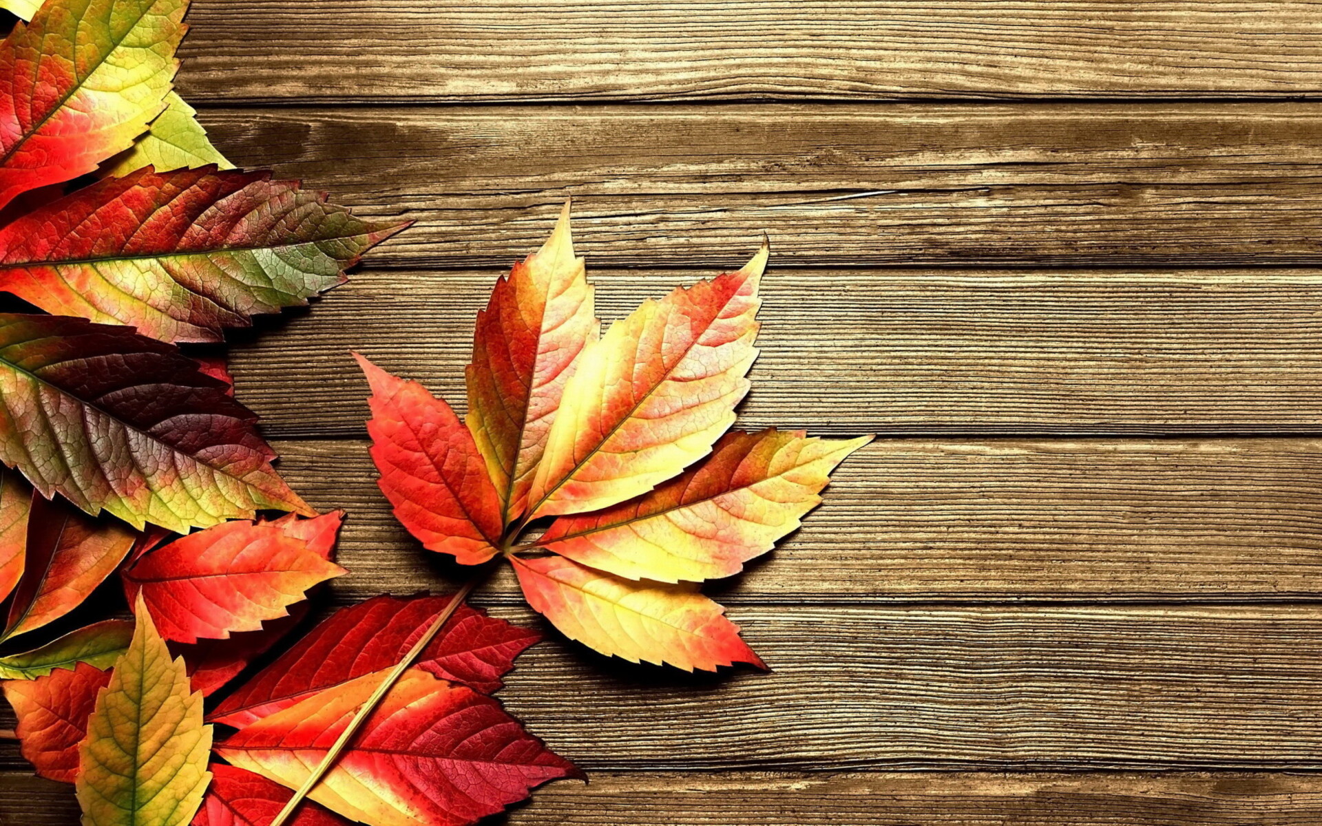 Autumn leaves, Widescreen wallpapers, Nature's tapestry, Seasonal beauty, 1920x1200 HD Desktop