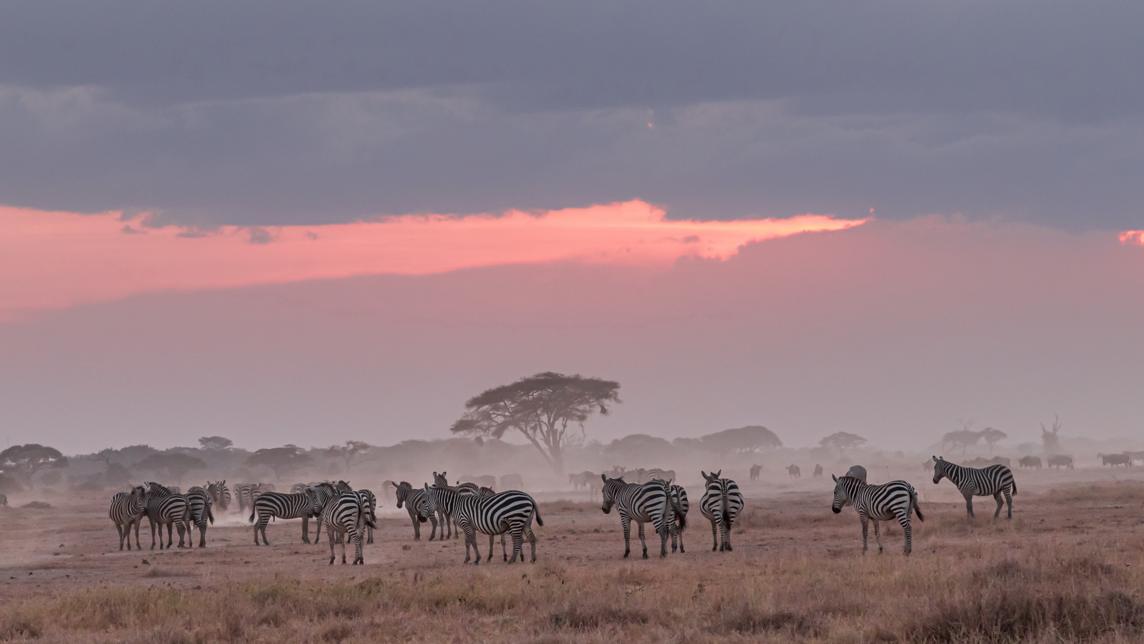 Africa, 4K zebra wallpapers, Untamed beauty, Wildlife adventures, 3840x2160 4K Desktop