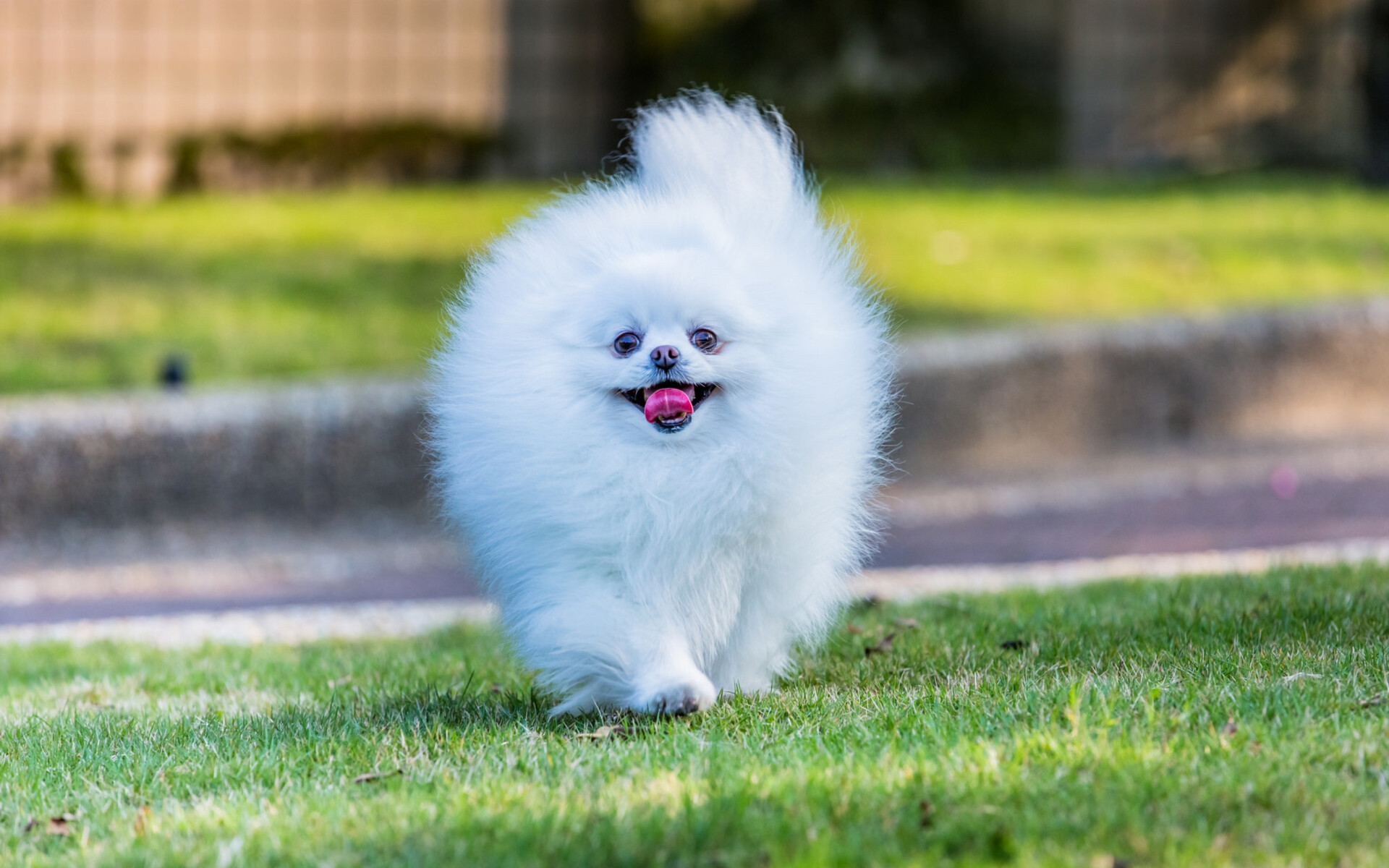 Pomeranian, Widescreen wallpapers, Full HD resolution, Stunning backgrounds, 1920x1200 HD Desktop