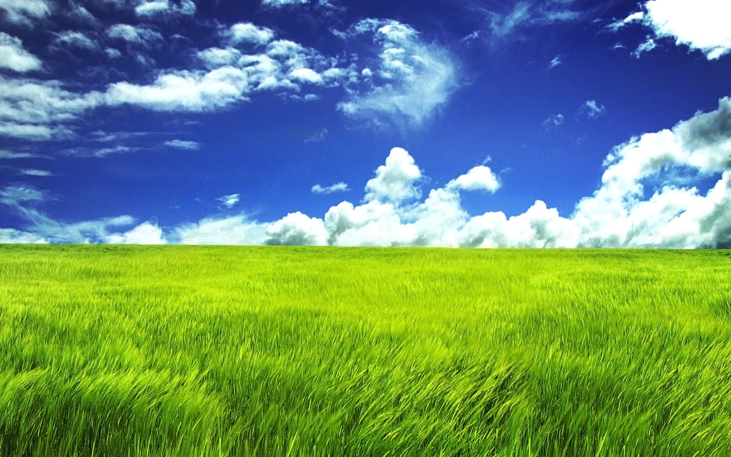 Field of grass wallpapers, Expansive landscapes, Serene fields, Nature's beauty, 2560x1600 HD Desktop