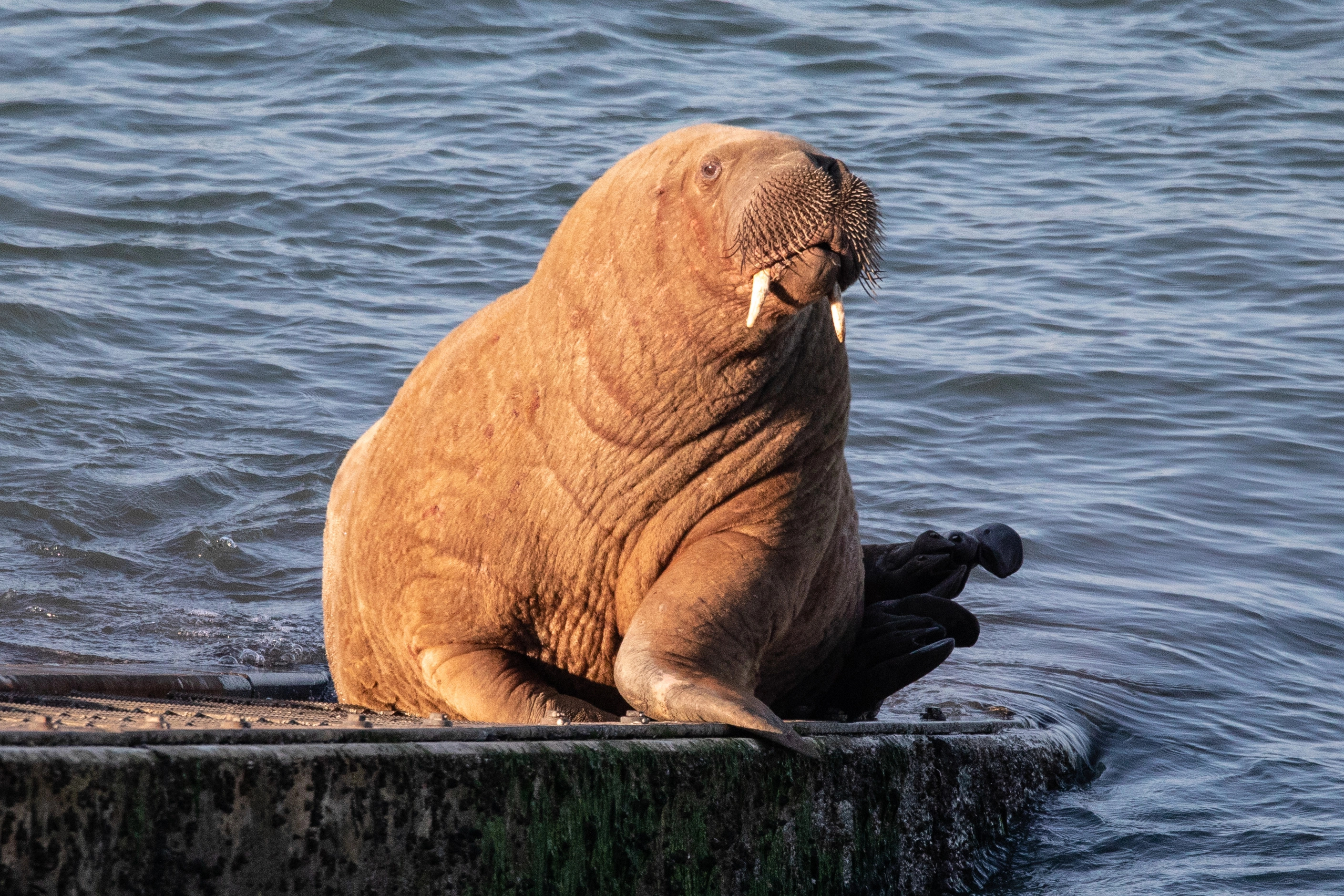 Wally the walrus, Welsh adventure, Heartwarming story, Icy journey, 2820x1880 HD Desktop