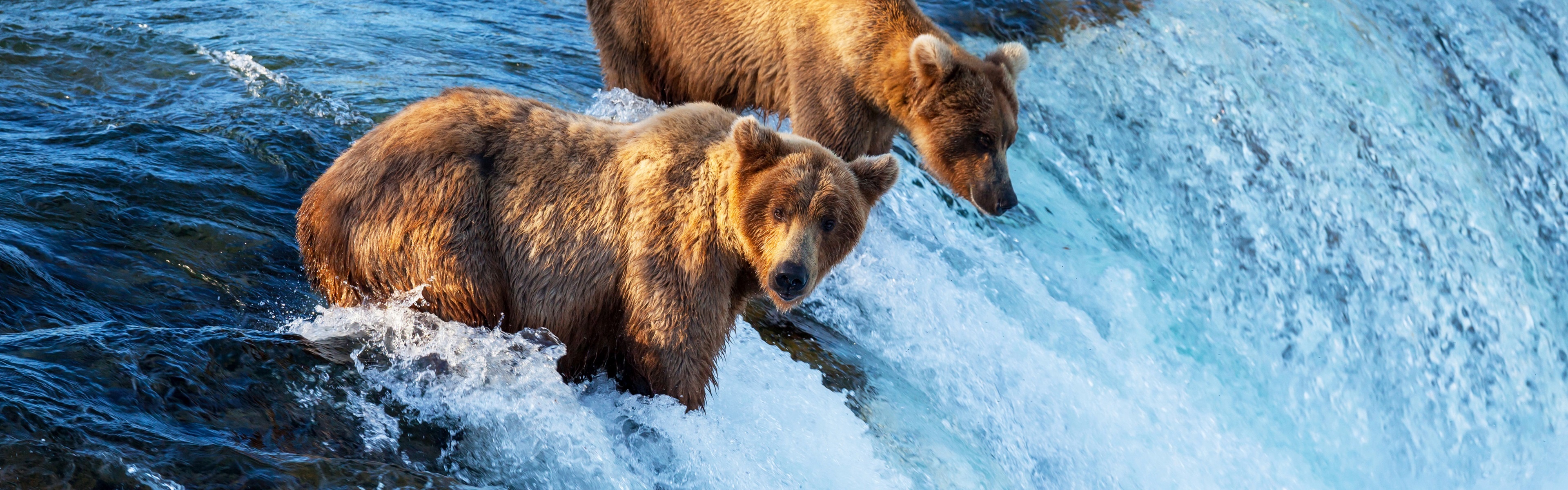 Siblings, Grizzly Bears Wallpaper, 3840x1200 Dual Screen Desktop