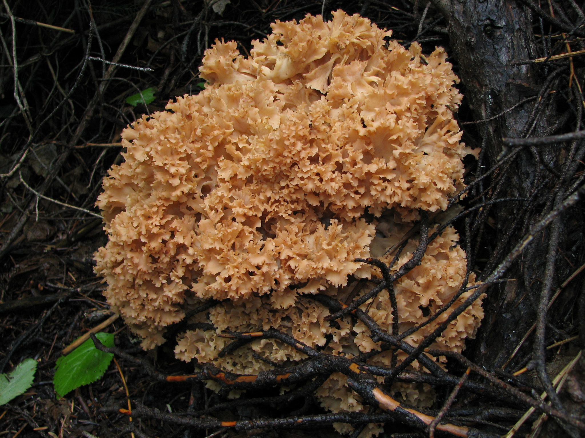 Cauliflower fungus fact, Health benefits, Food, 2050x1540 HD Desktop
