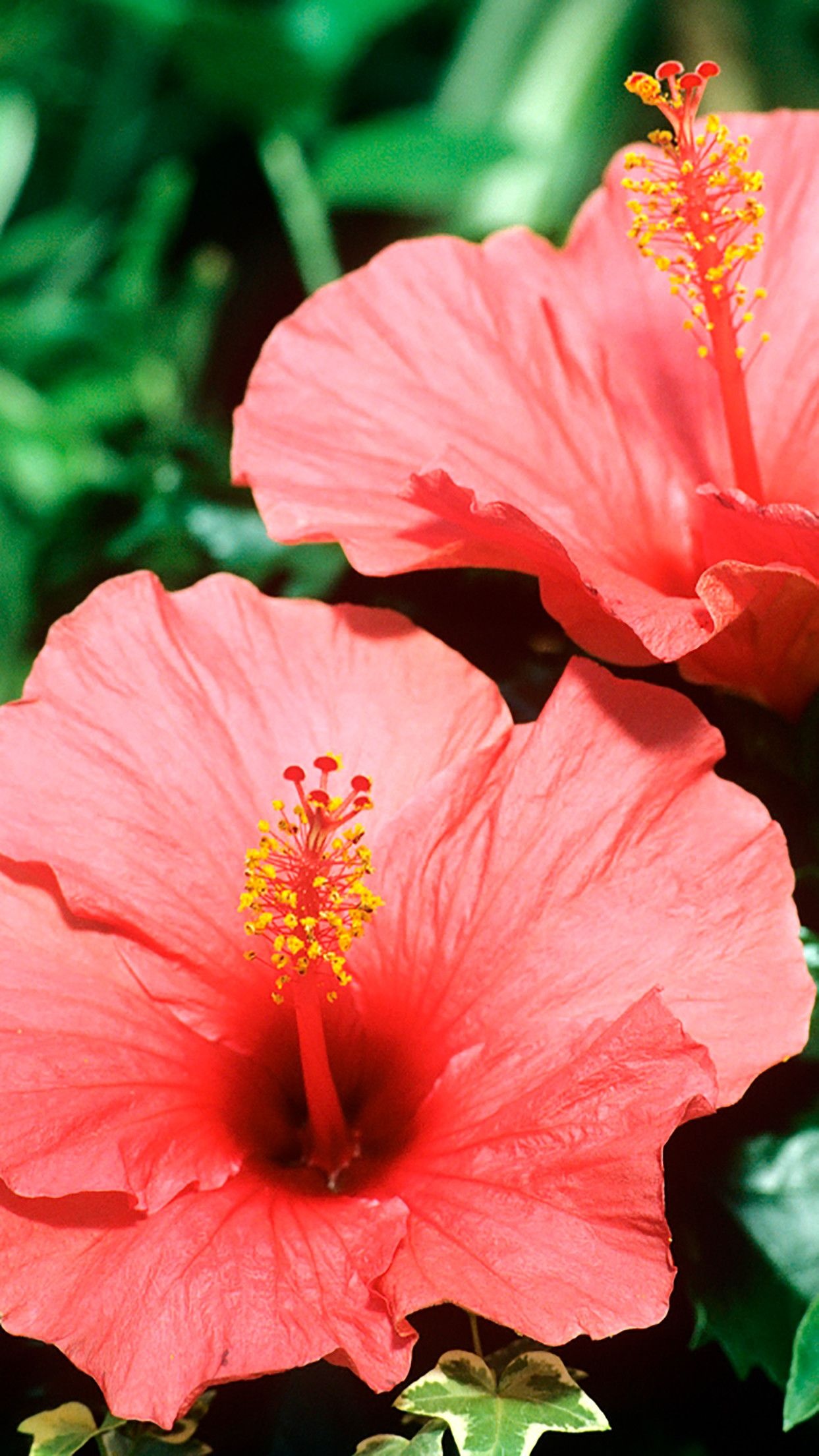 Hawaiian Flower, Colorful blossoms, Tropical paradise, Exotic beauty, 1250x2210 HD Phone
