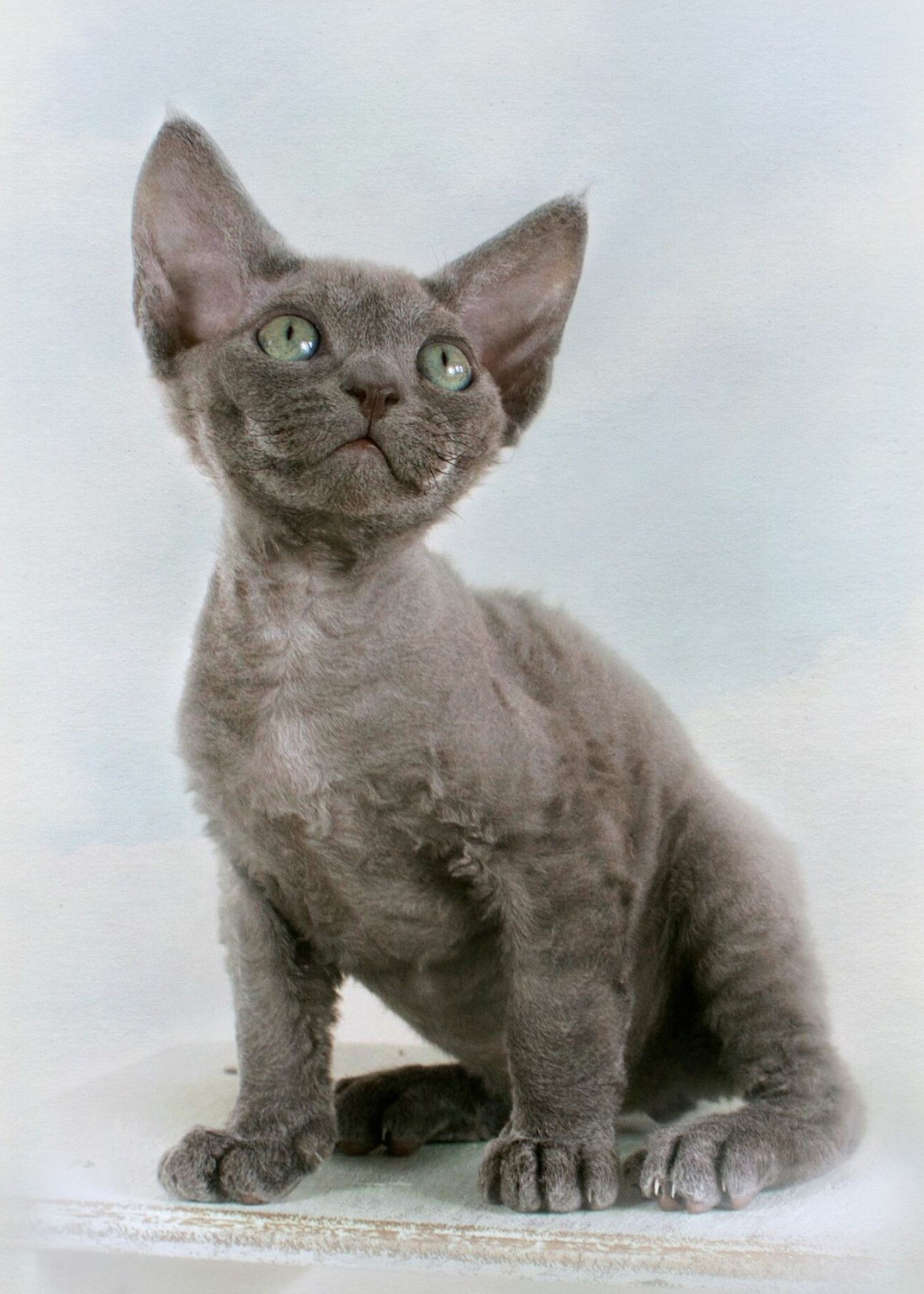 Kitten, Devon Rex Wallpaper, 1470x2050 HD Phone