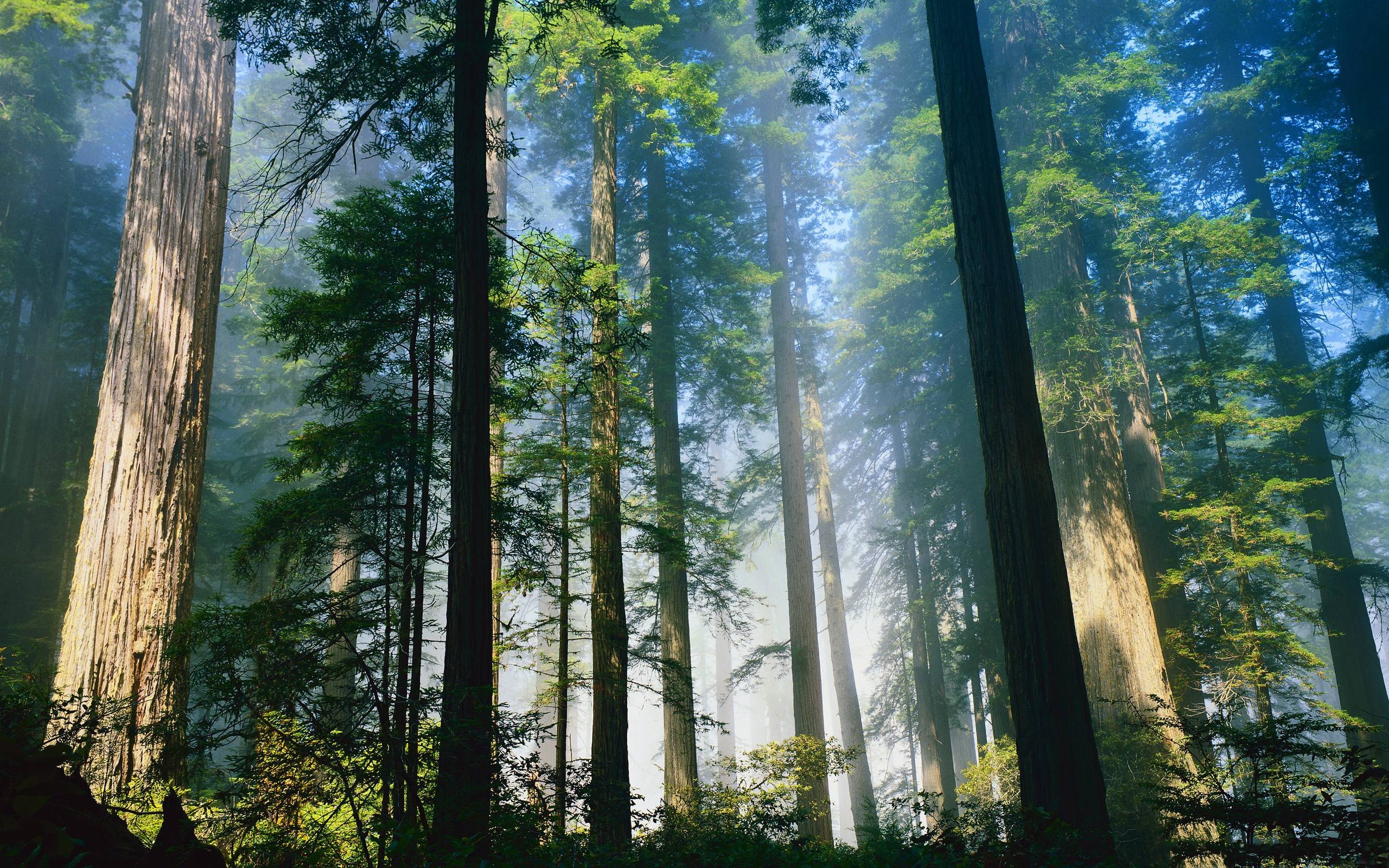 Redwood National Park, Redwood forest wallpapers, Nature backgrounds, Lush greenery, 2560x1600 HD Desktop