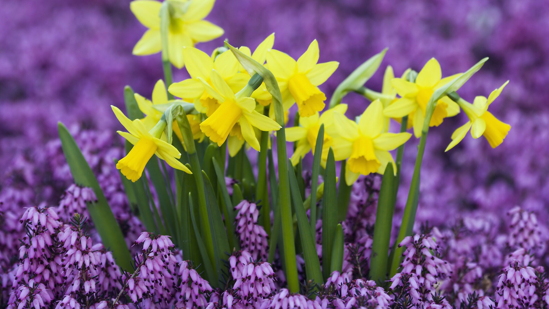 Katie Heath, Daffodils Wallpaper, 1920x1080 Full HD Desktop