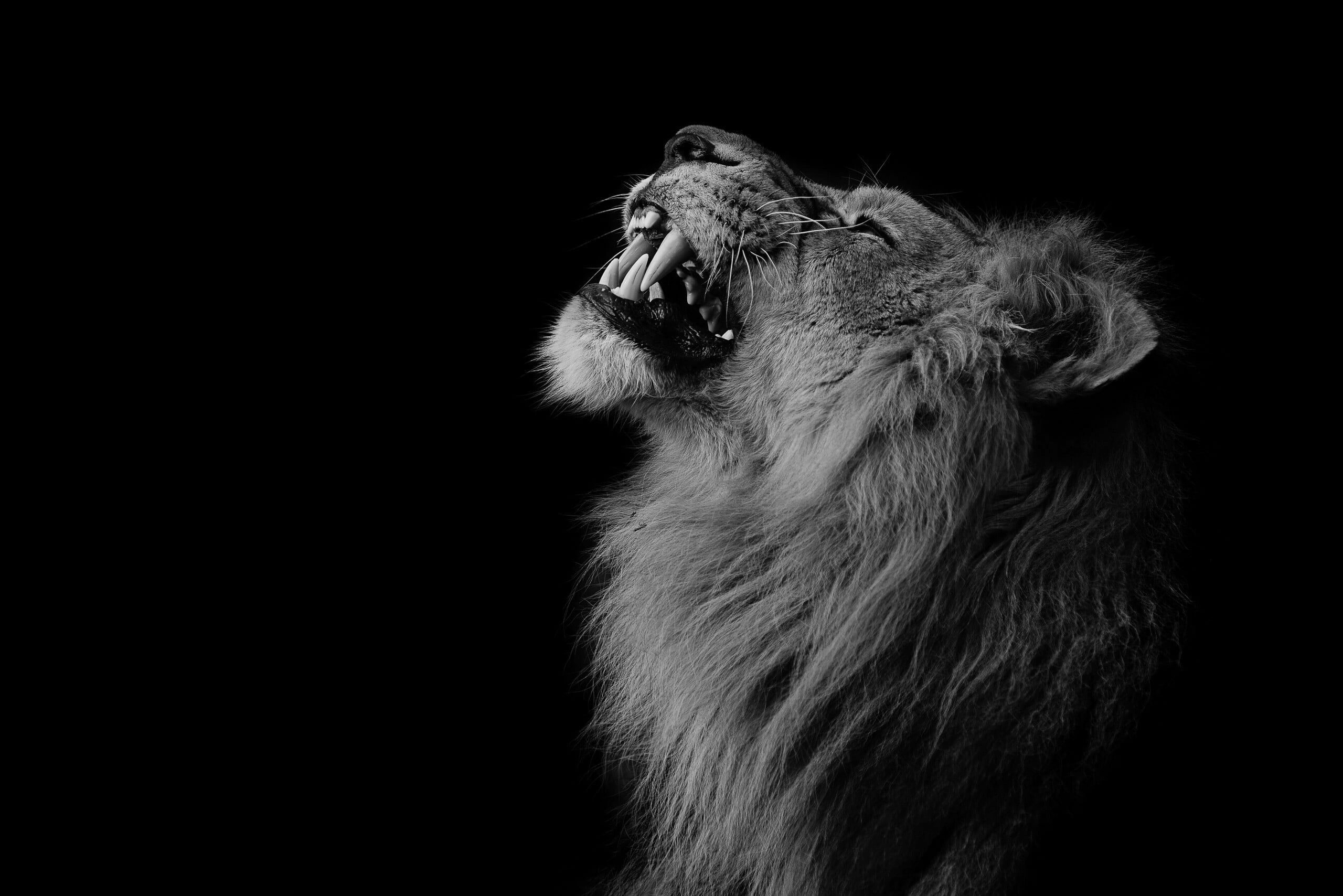 Majestic lion, Black background, Captivating wallpaper, Stunning visuals, 2560x1710 HD Desktop