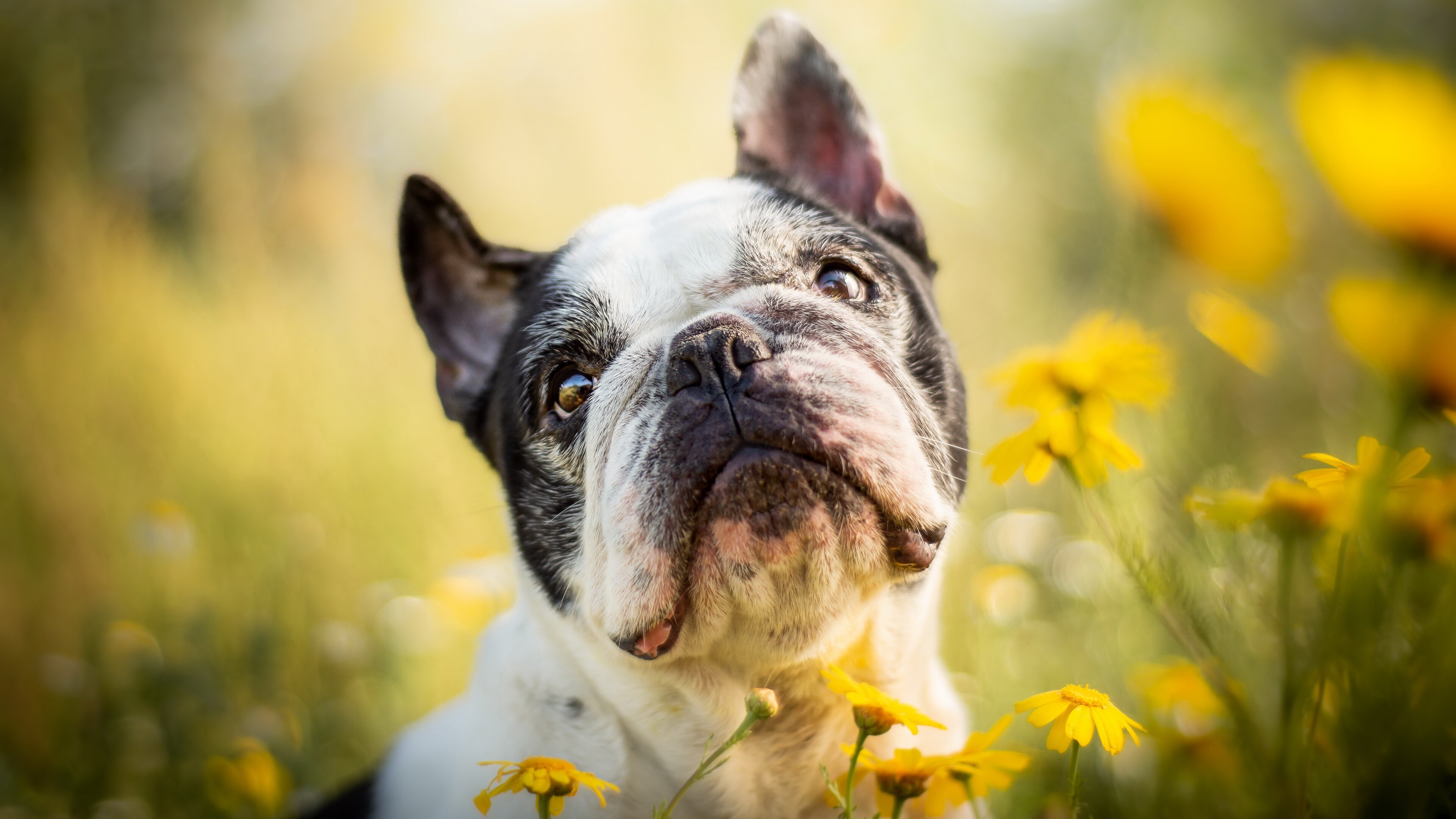 French Bulldog, 4K Ultra HD, Background image, High resolution, 3840x2160 4K Desktop