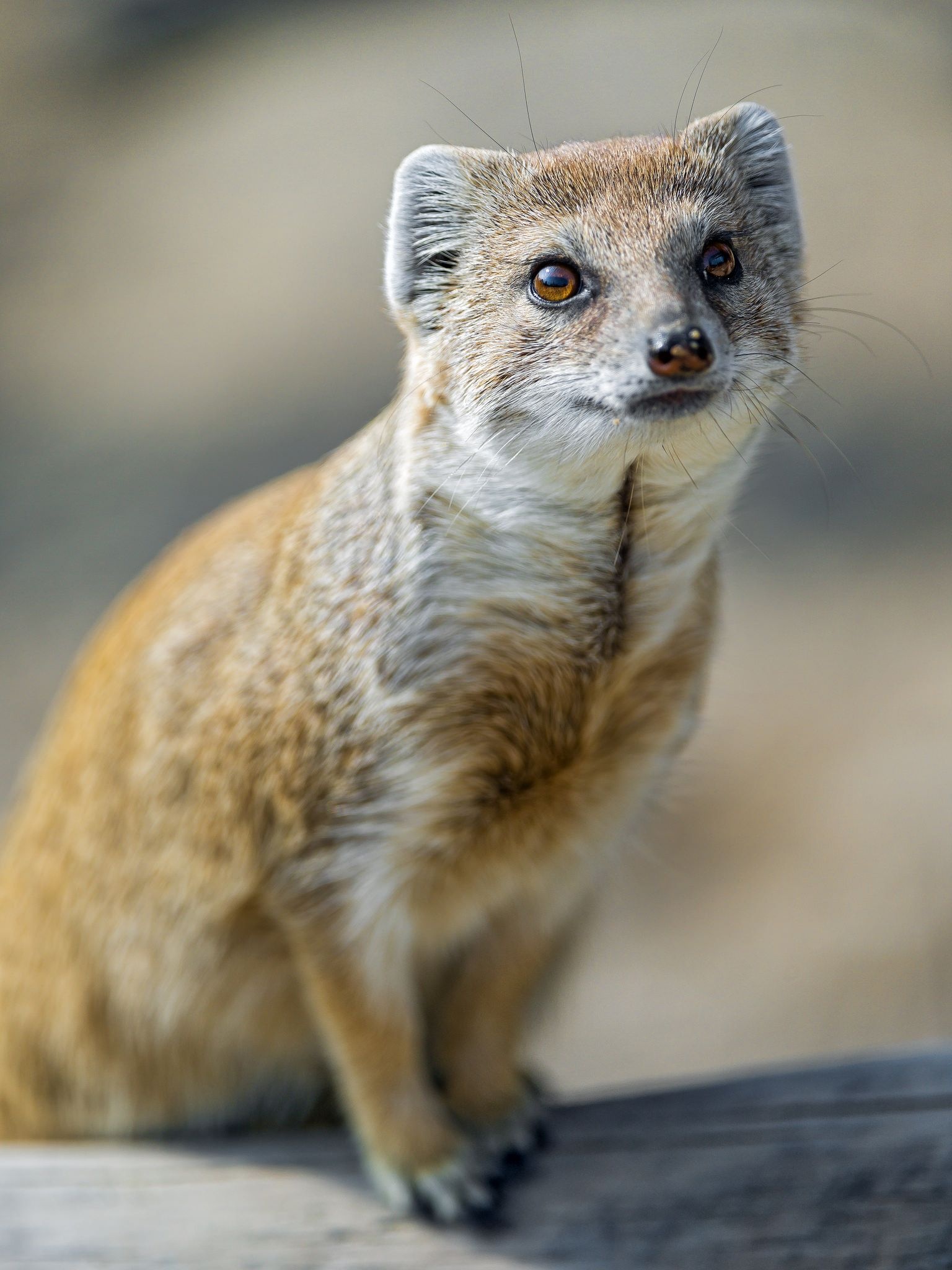 Mongoose, Cute animal, Beautiful wildlife, Playful creature, 1540x2050 HD Phone