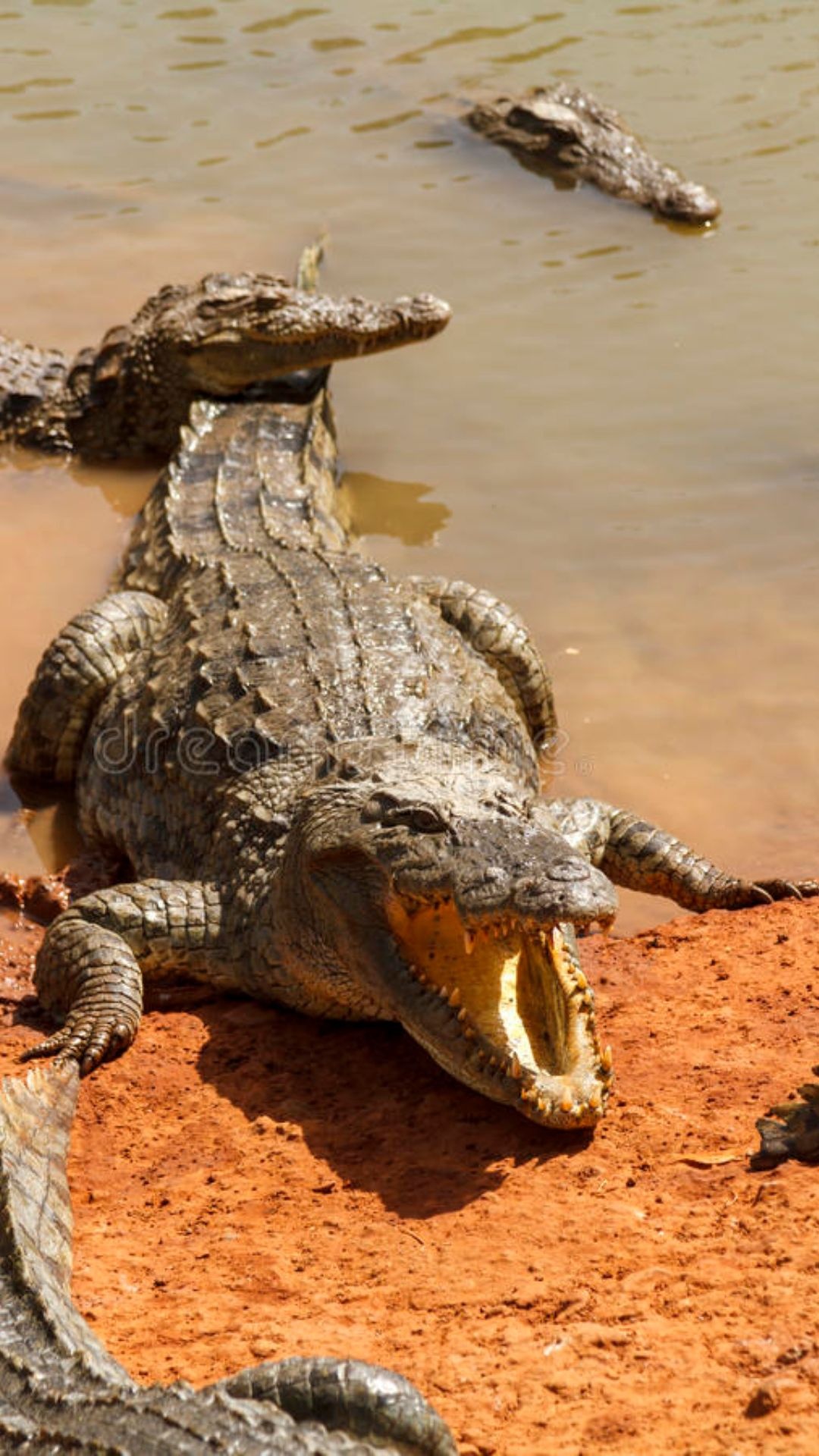 Crocodile Animals - Saltwater Crocodile, 4K, HD, 1080x1920 Full HD Phone