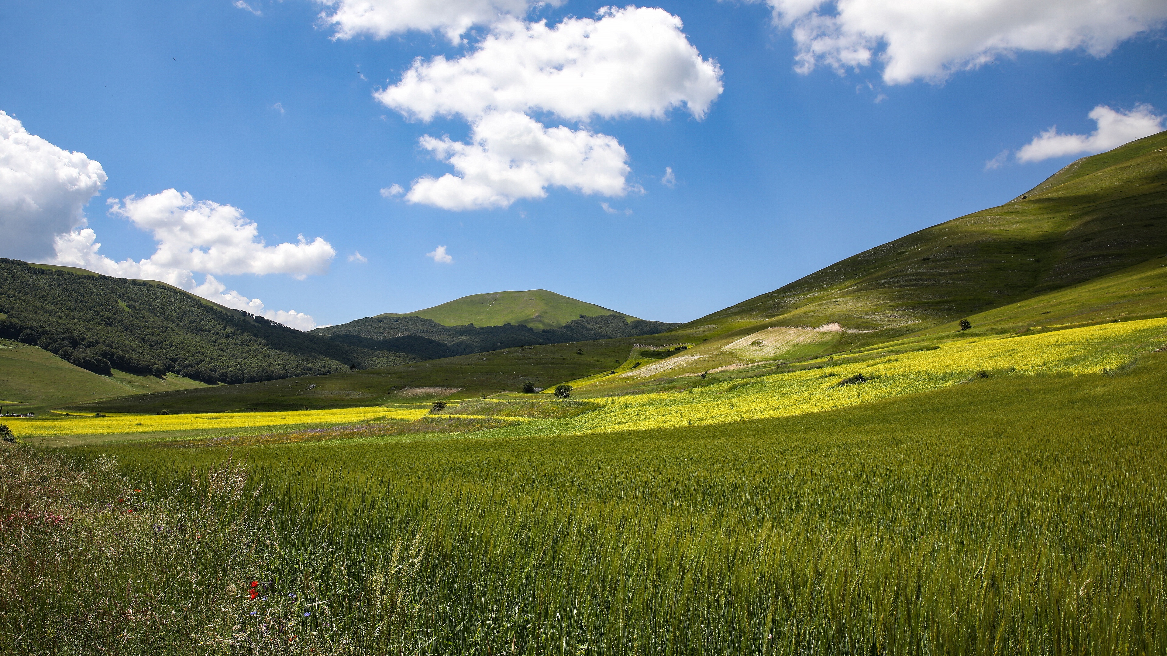 rolling green mountain valley, green cereal crop field, blooming yellow flower field, 4K Desktop wallpaper