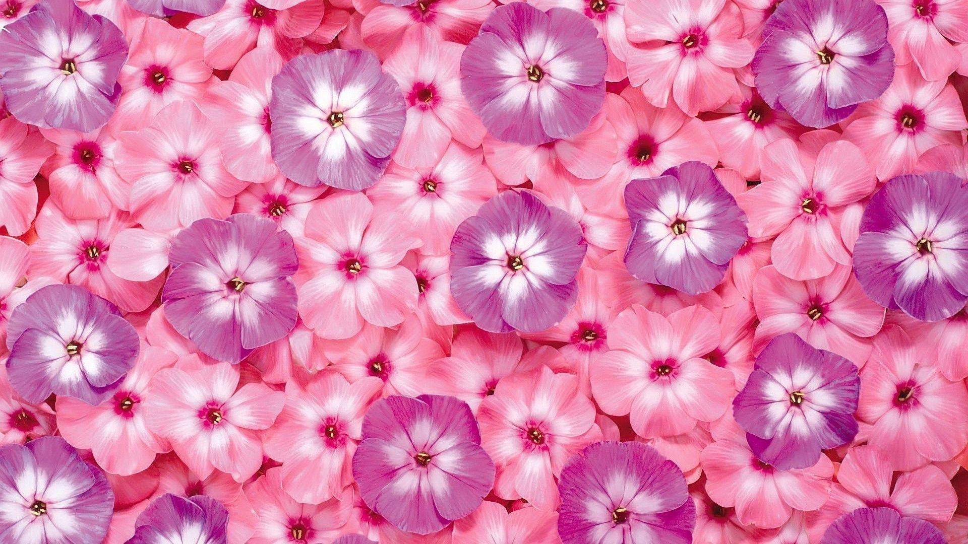 Phlox drummondii blossoms, Pink phlox petals, Purple phlox flowers, Full HD Desktop wallpaper
