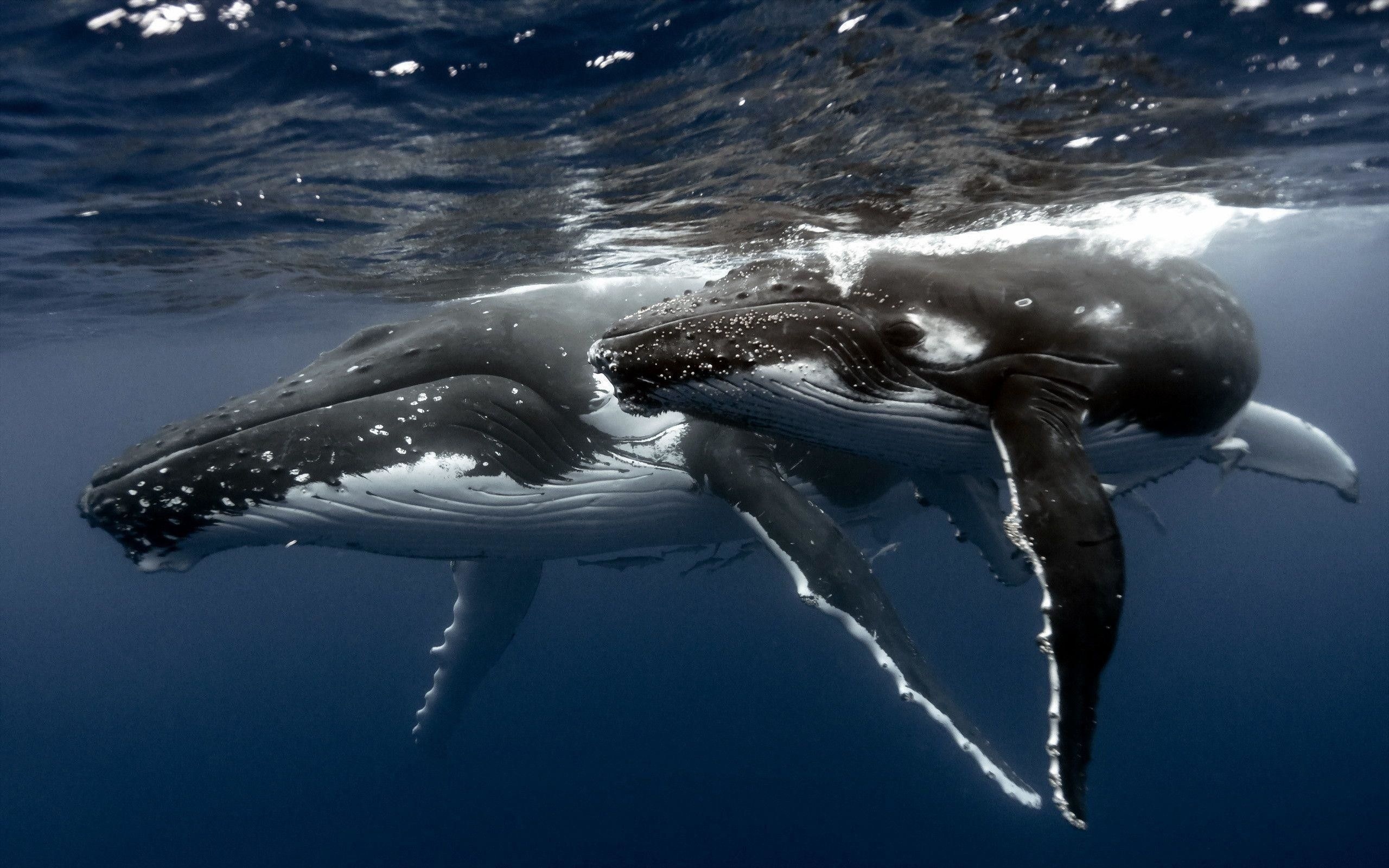 Ocean whale wallpapers, Marine mammal, Ocean life, Whale photography, 2560x1600 HD Desktop