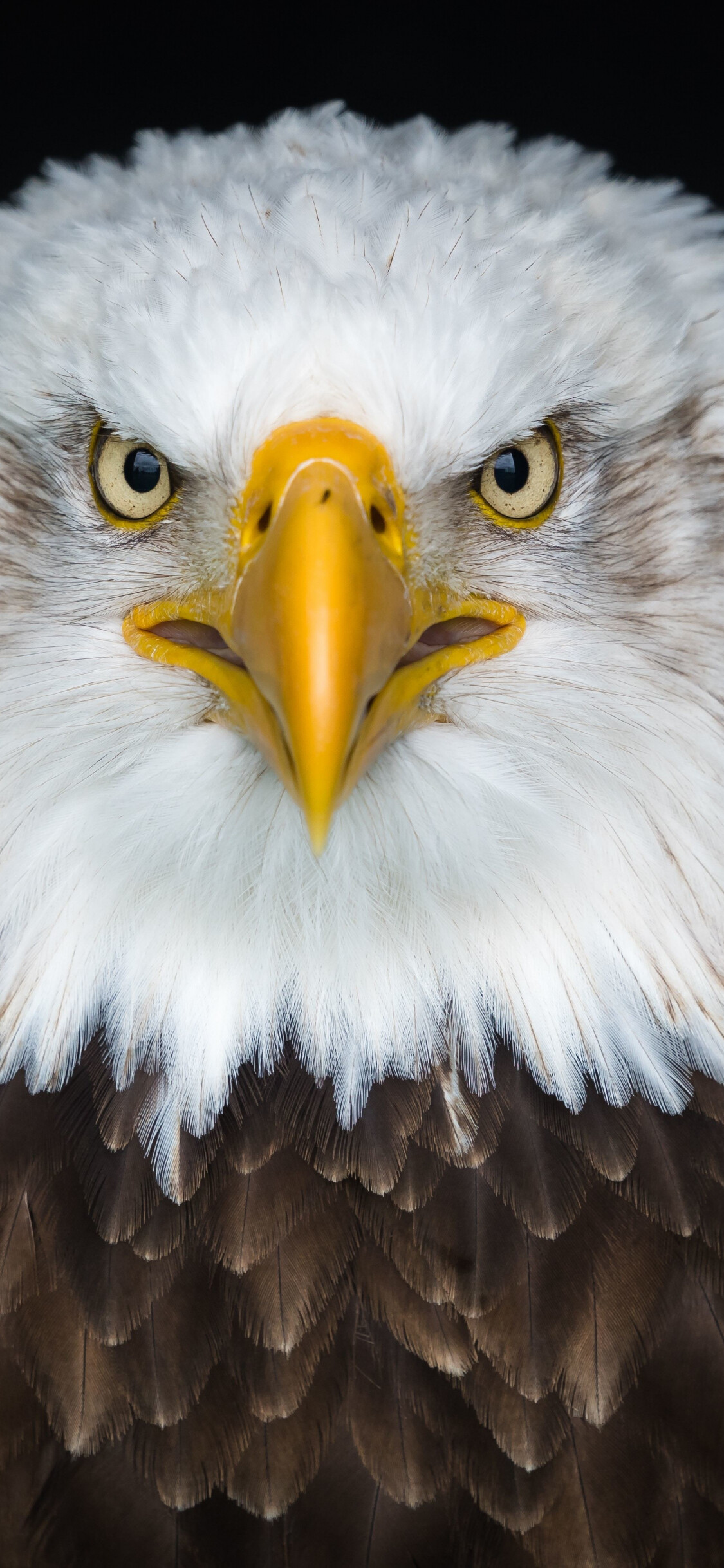 Eagle, Birds Wallpaper, 1130x2440 HD Phone