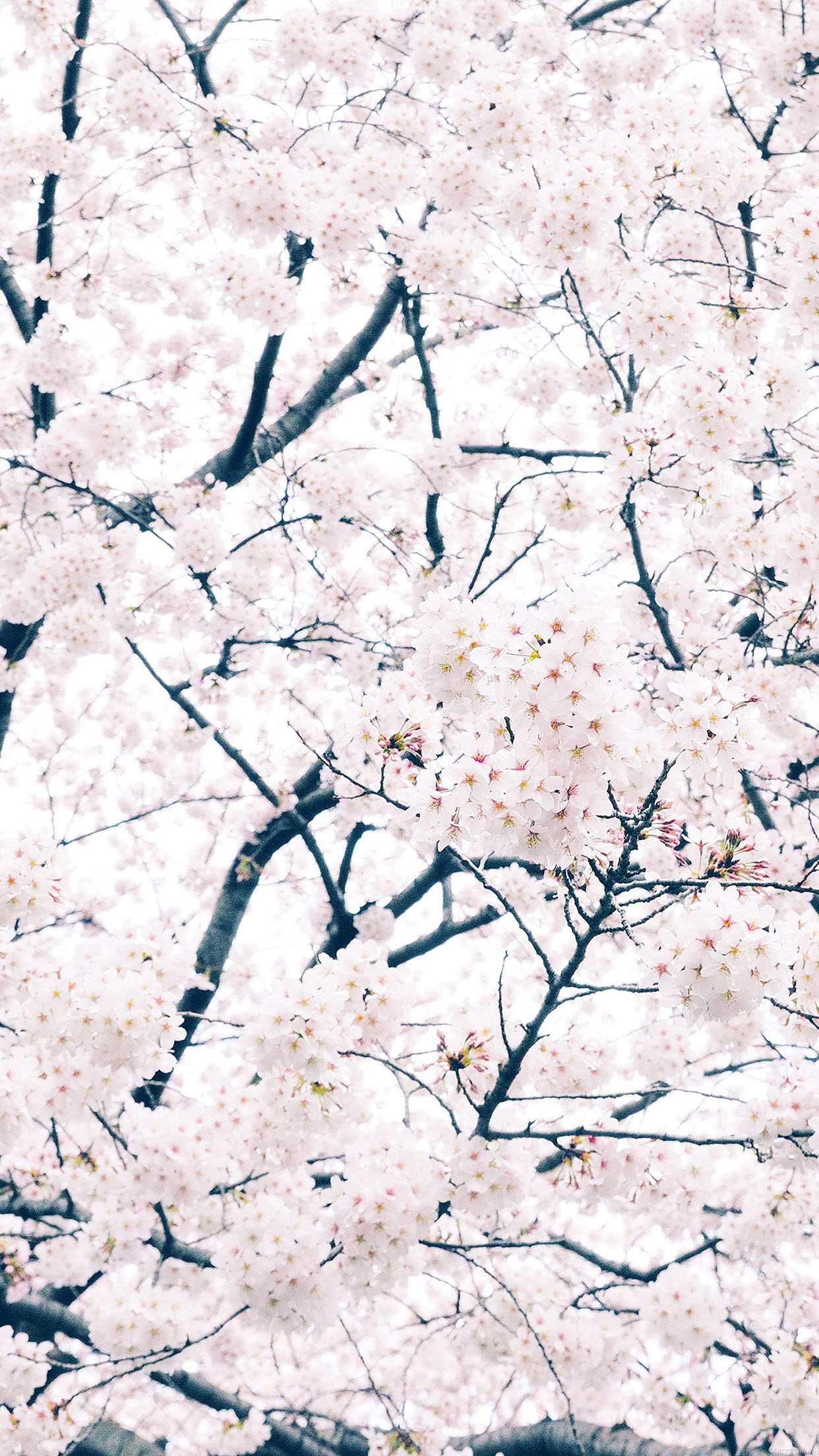 Blooming cherry blossom branches, Dense white sakura flowers, Spring floral tree canopy, HD Phone wallpaper