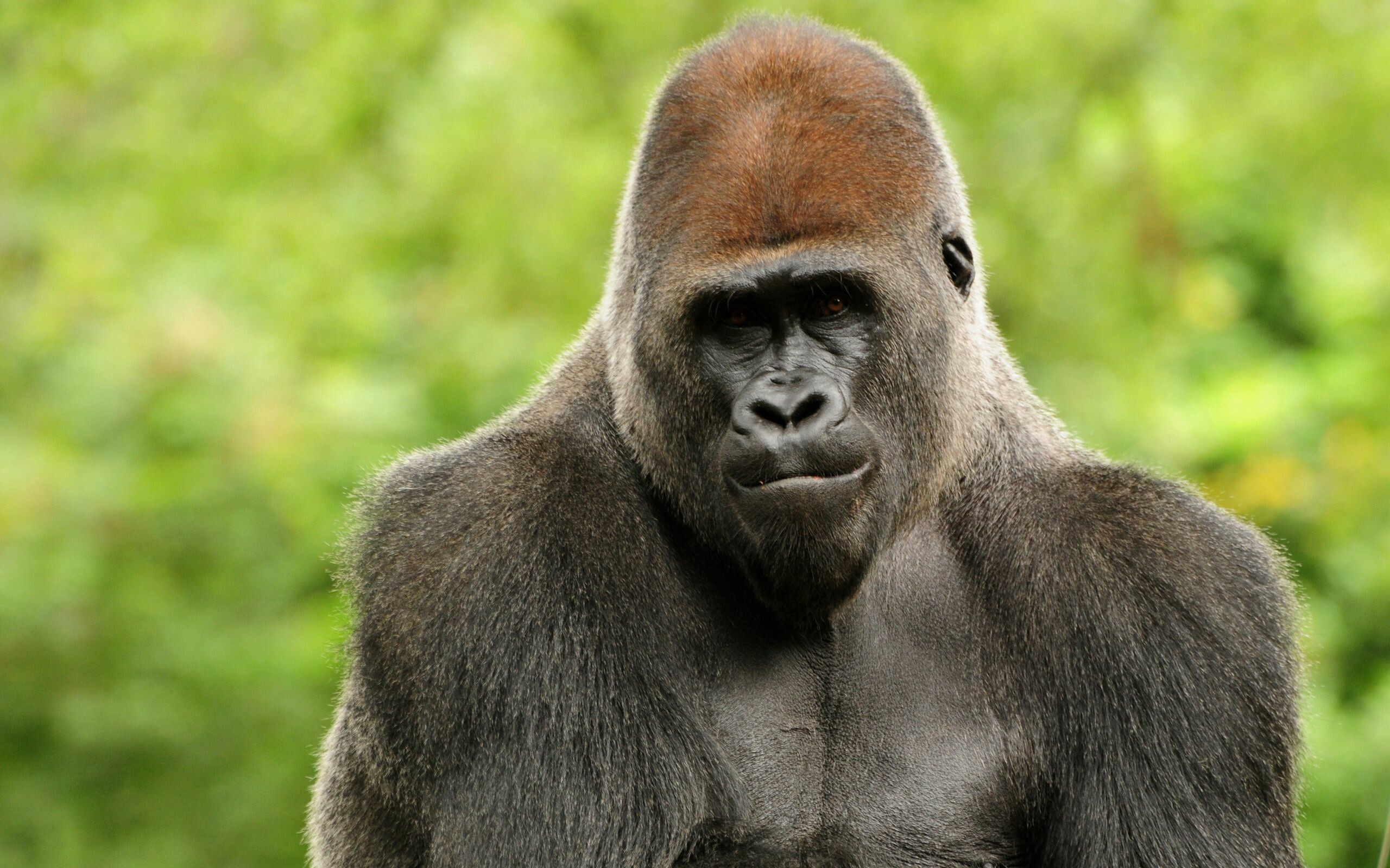 Free download, Ape wallpapers, Explore the wild, Unique designs, 2560x1600 HD Desktop