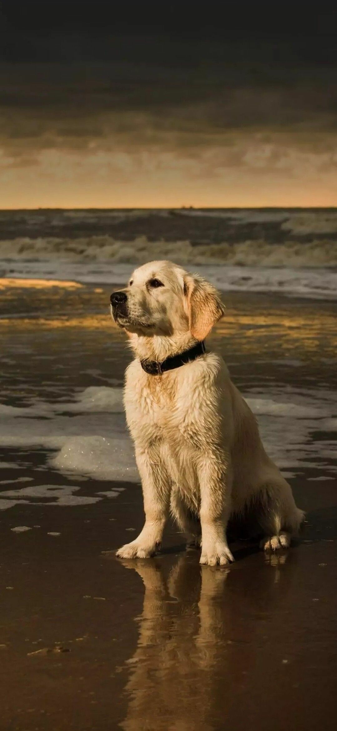 Cute animals, Beautiful dogs, Baby animals, Adorable charm, 1080x2340 HD Phone
