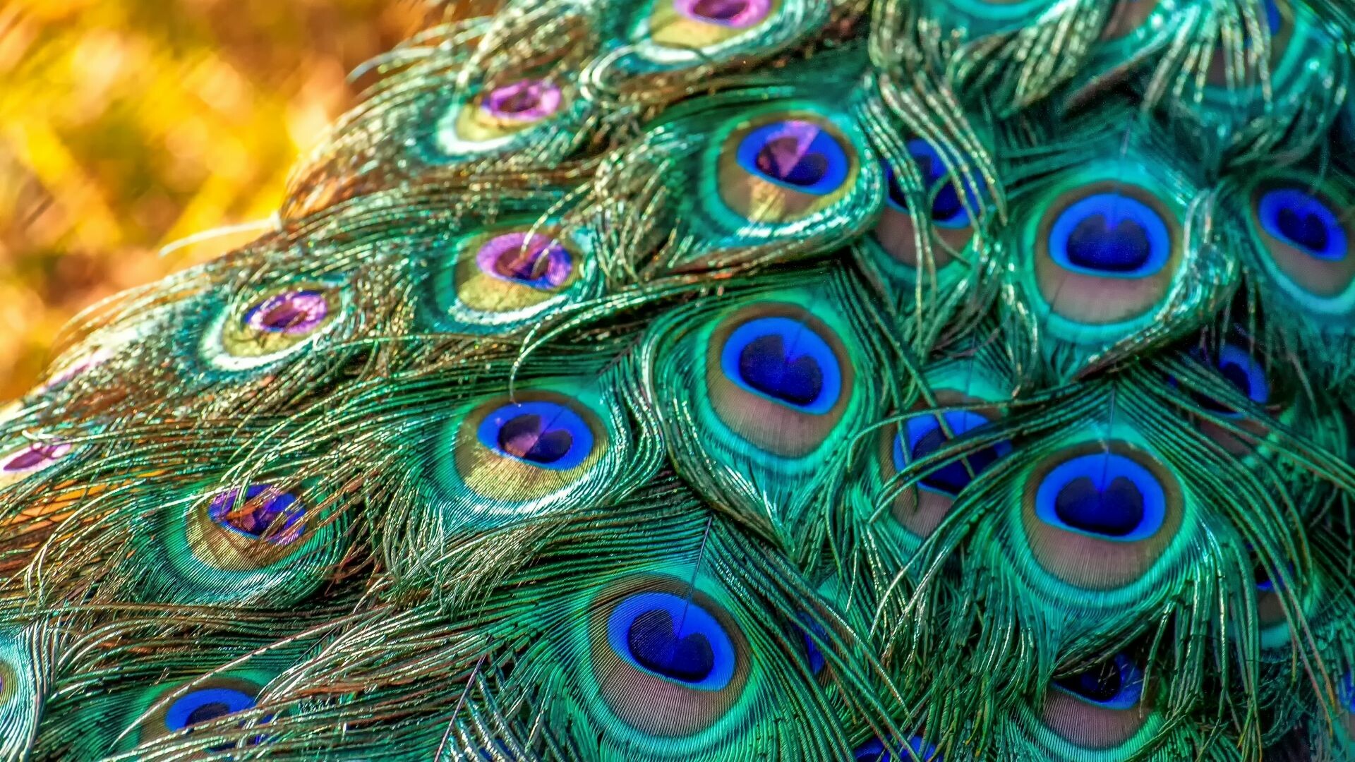 Plumage feathers bird, Peacock wallpaper, HD image, Breathtaking beauty, 1920x1080 Full HD Desktop