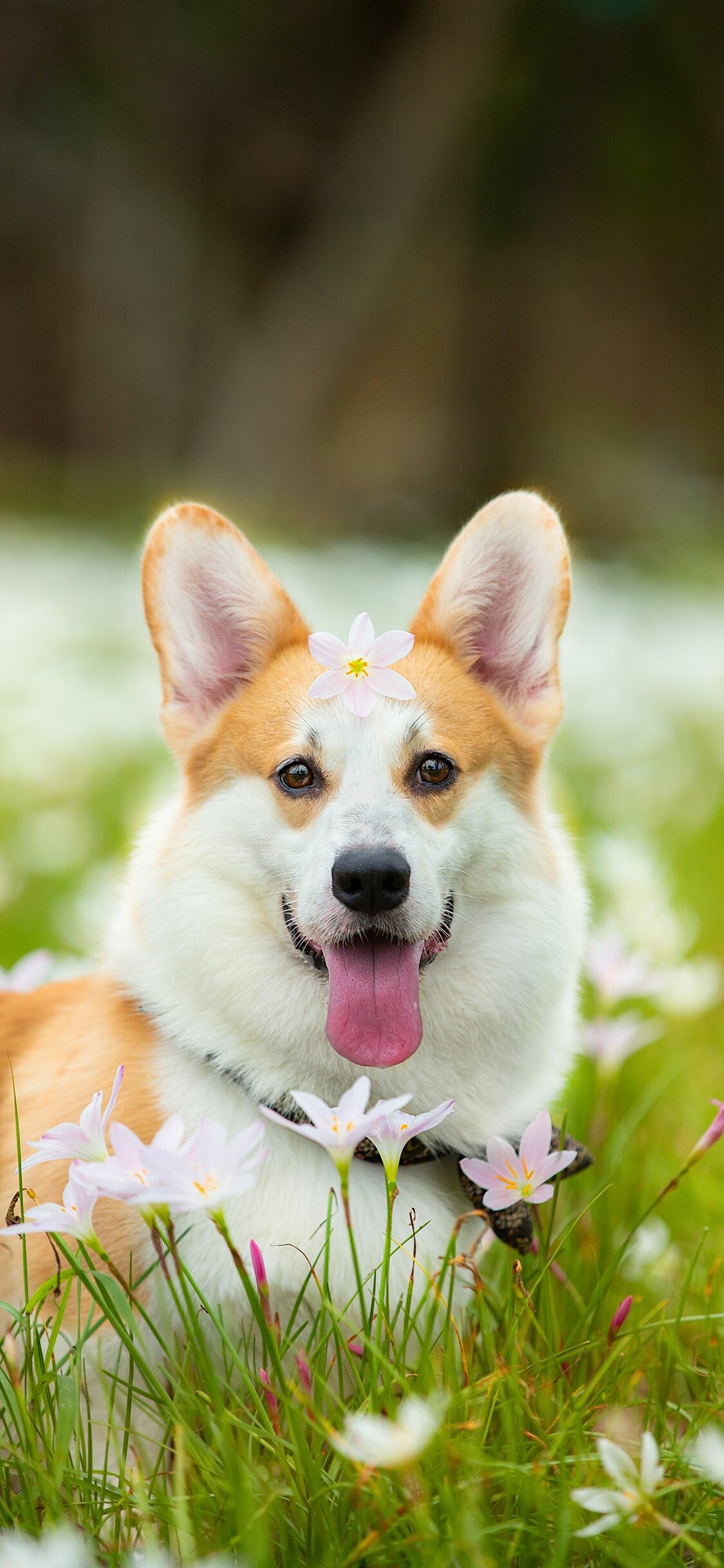 Corgi, Dog lovers, Cute animals, Pet photos, 1130x2440 HD Phone