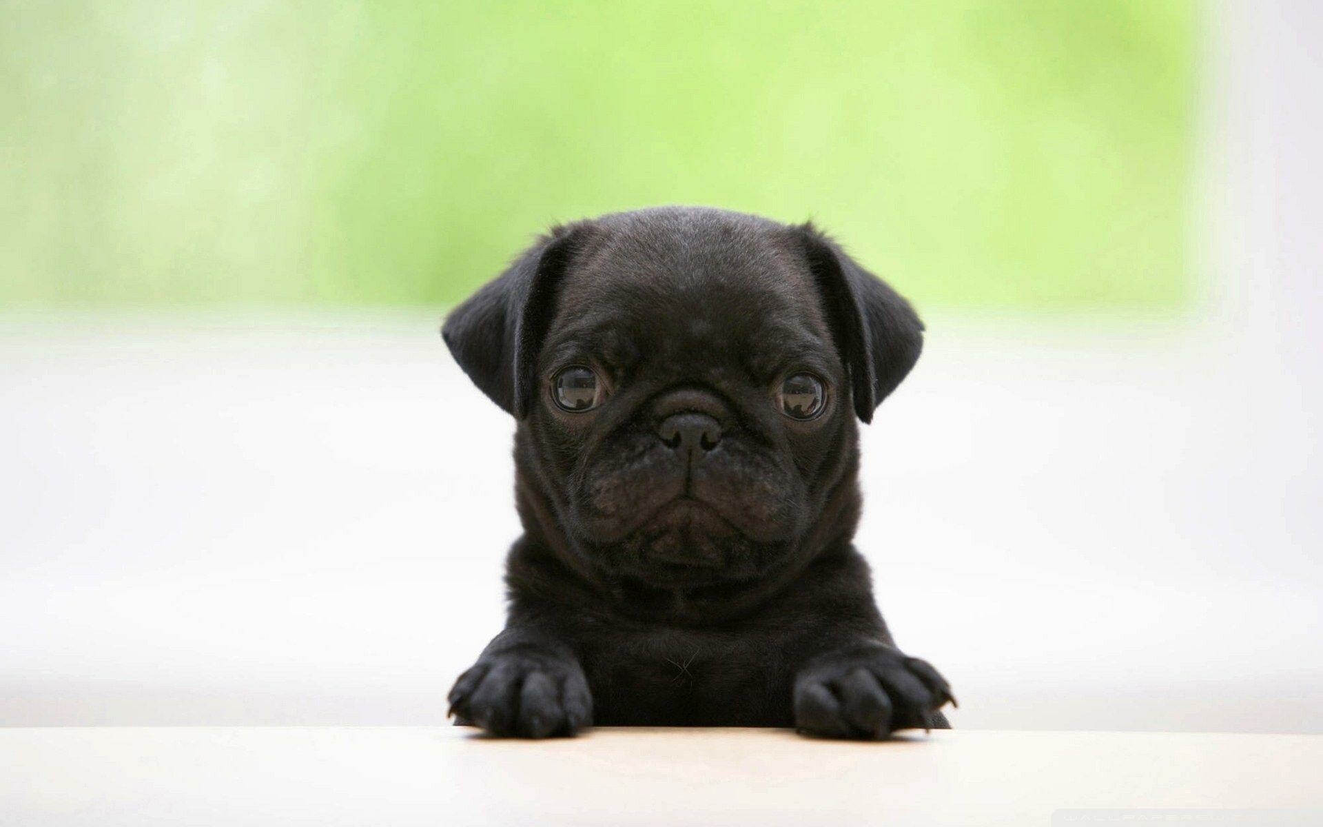 Pug puppy, Irresistible charm, Lovable wrinkles, Playful curiosity, 1920x1200 HD Desktop