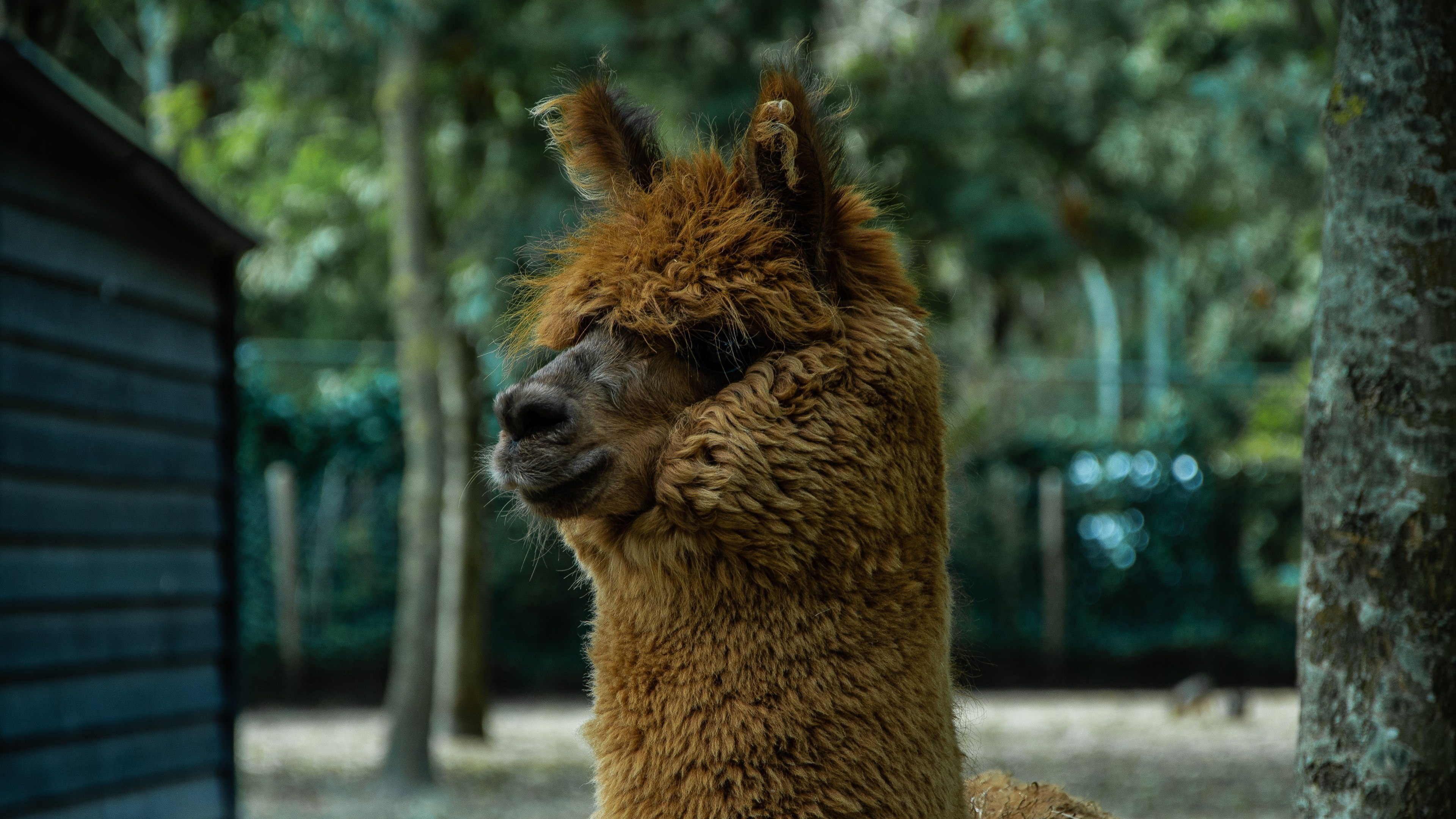 HD alpaca wallpaper, 4K beauty, Ultra high-definition, Stunning visuals, 3840x2160 4K Desktop