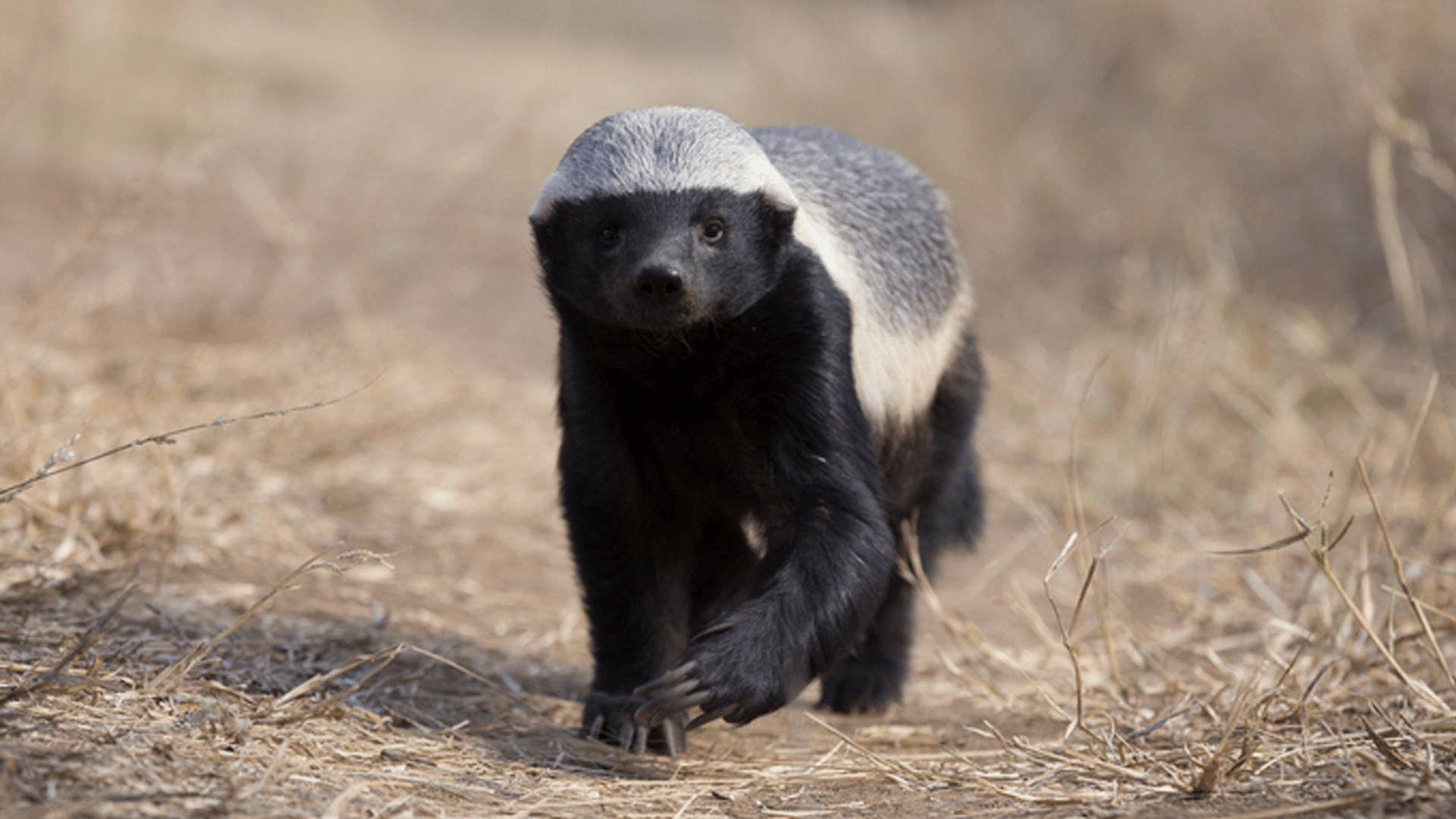 Cool snoop dogg animal, Nature's gangsta, Badass honey badger, Urban wildlife, 1920x1080 Full HD Desktop