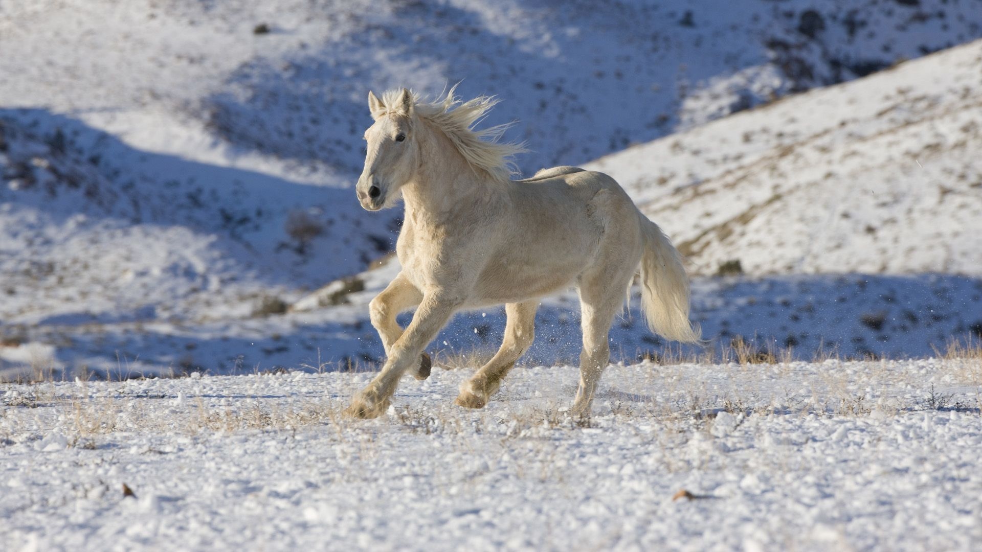 Horses in the snow, Beautiful white horses, Winter landscape, Snowy scenery, 1920x1080 Full HD Desktop