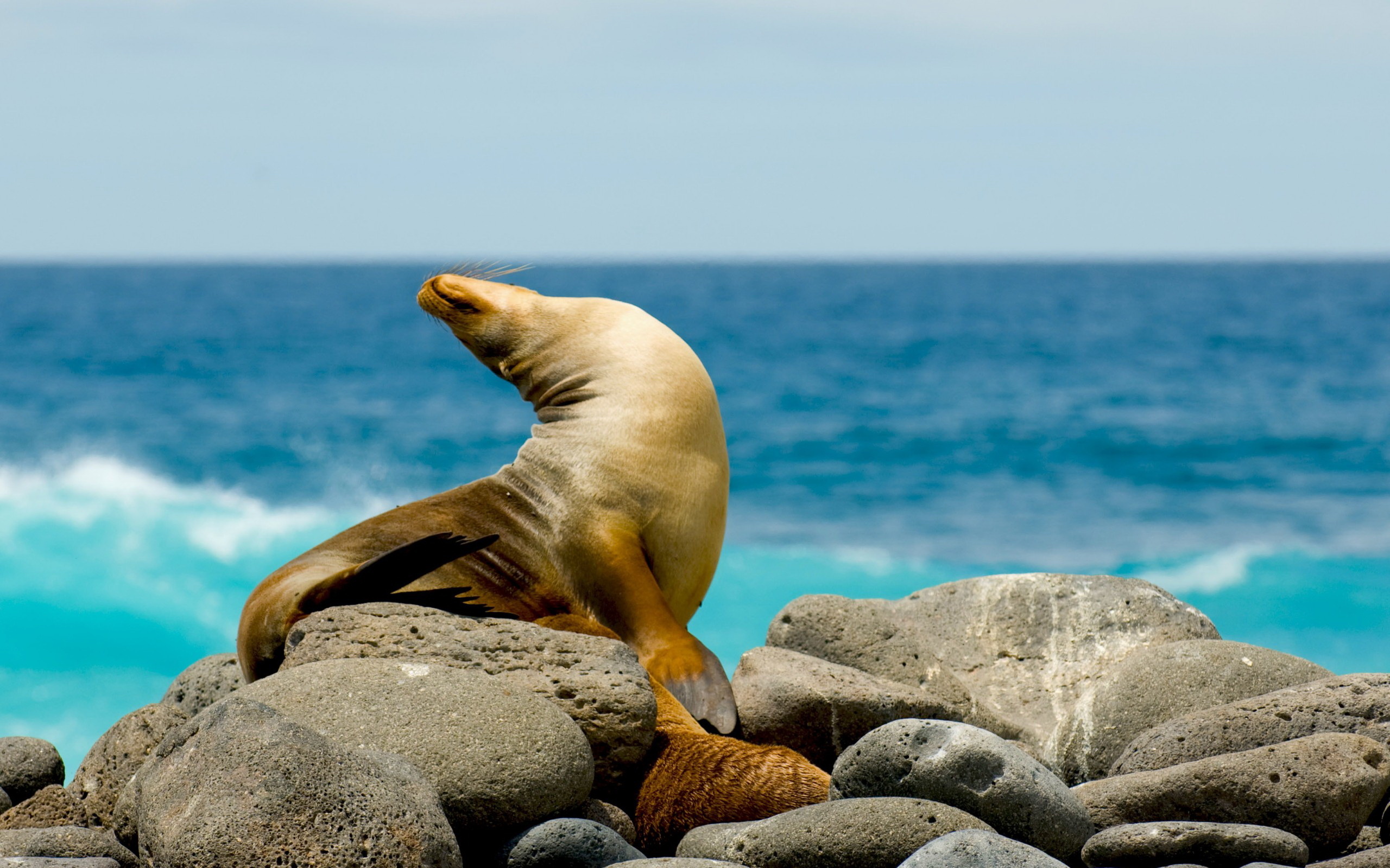 Seal, HD wallpaper, Background, 2560x1600 HD Desktop