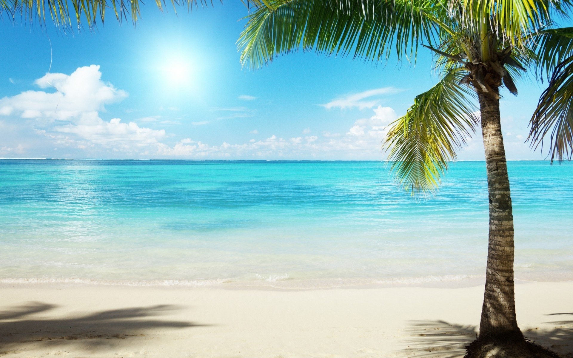 Tropical coconut palm tree, Turquoise ocean water, Sunny white sand beach, HD Desktop wallpaper