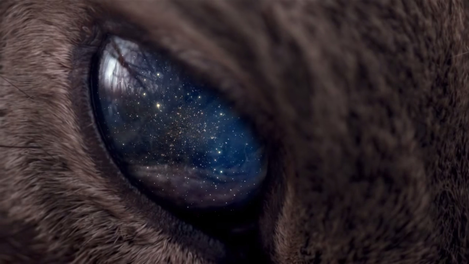 Eye, Galaxy Cat Wallpaper, 1920x1080 Full HD Desktop