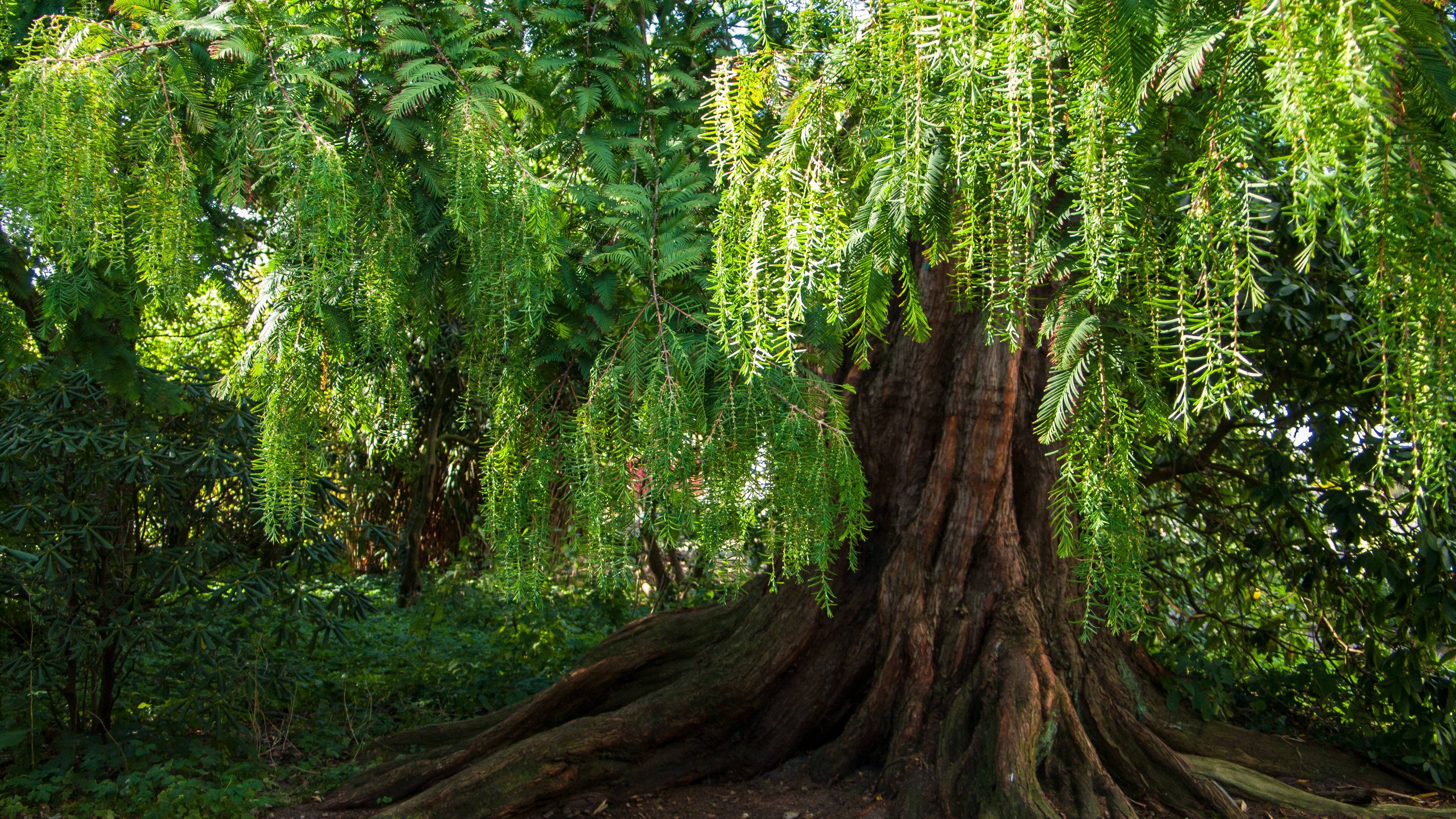 Willow Tree, Natural improvement, Red list, 3840x2160 4K Desktop