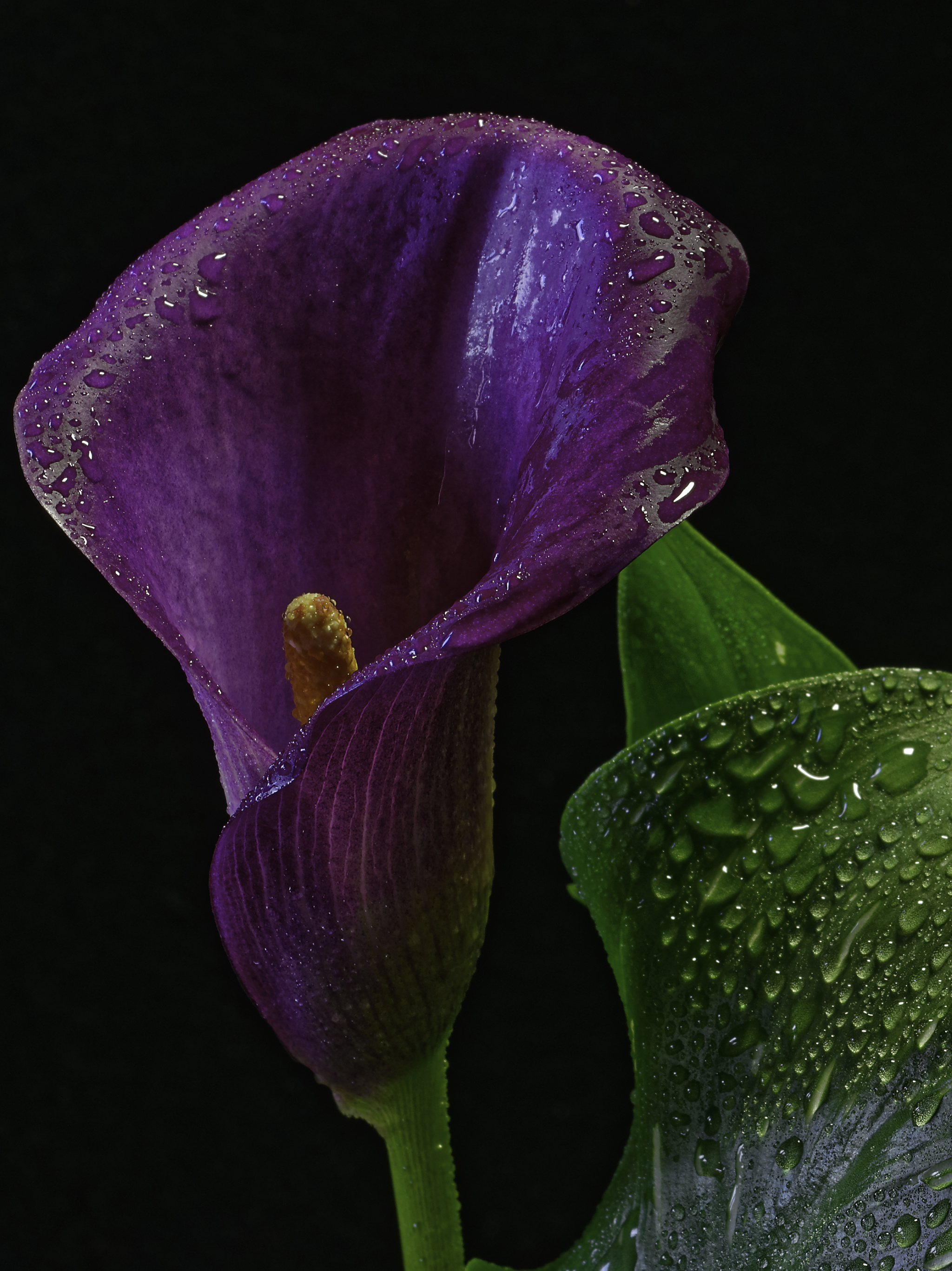 Water drops, Calla Lilies Wallpaper, 2050x2740 HD Phone