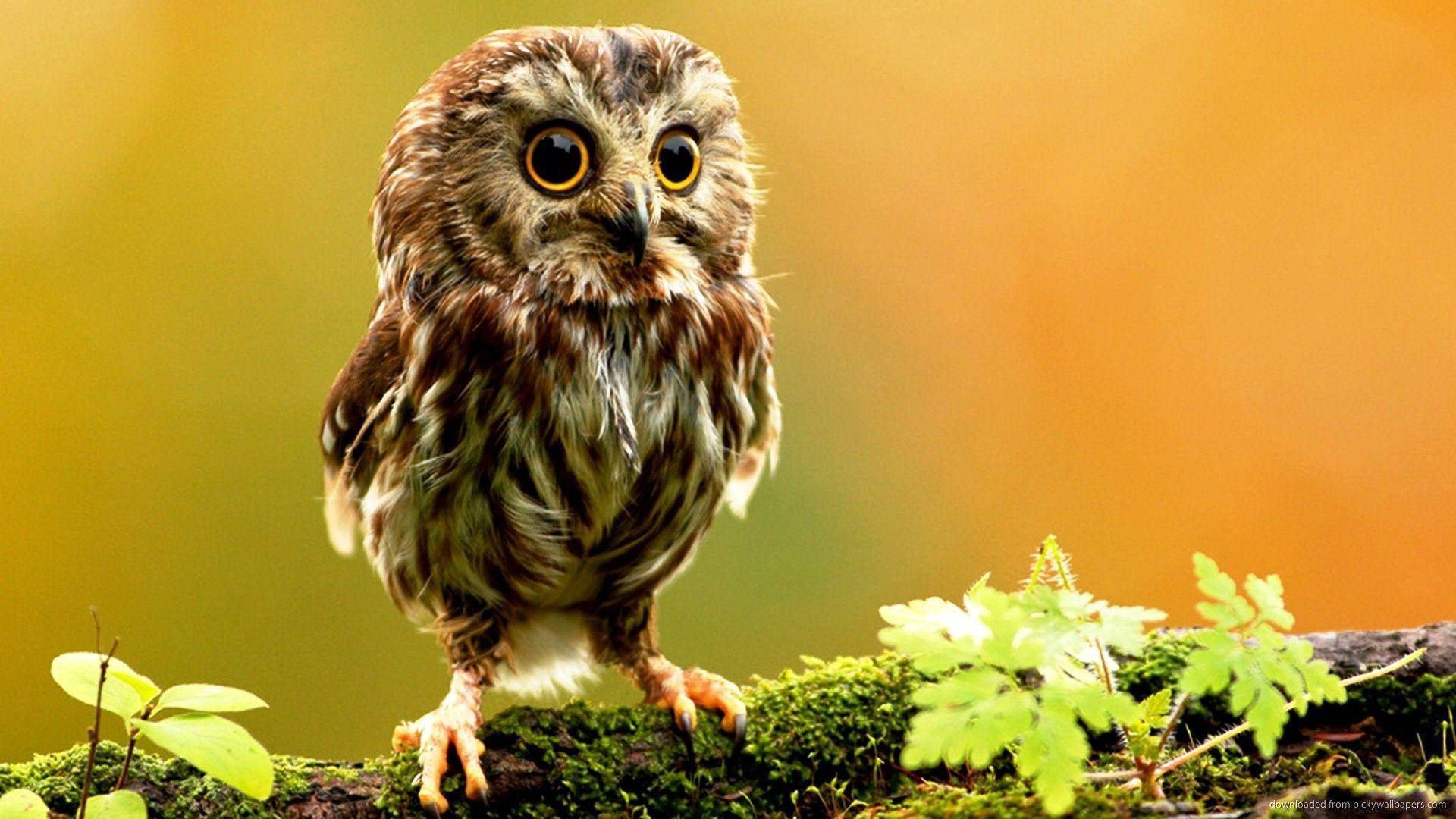 Juvenile little owl, Moss-covered tree branch, Golden bokeh background, Full HD Desktop wallpaper