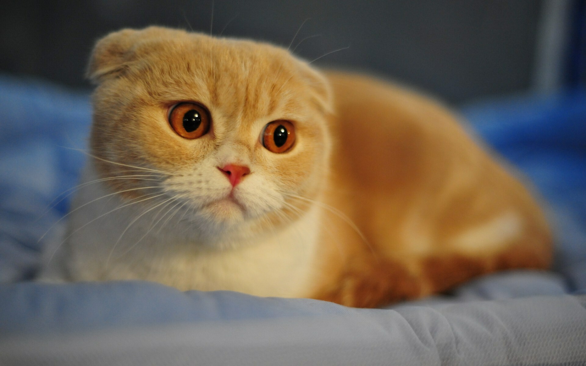 Scottish Fold, Beautiful animals, 4K wallpapers, HD photos, 1920x1200 HD Desktop