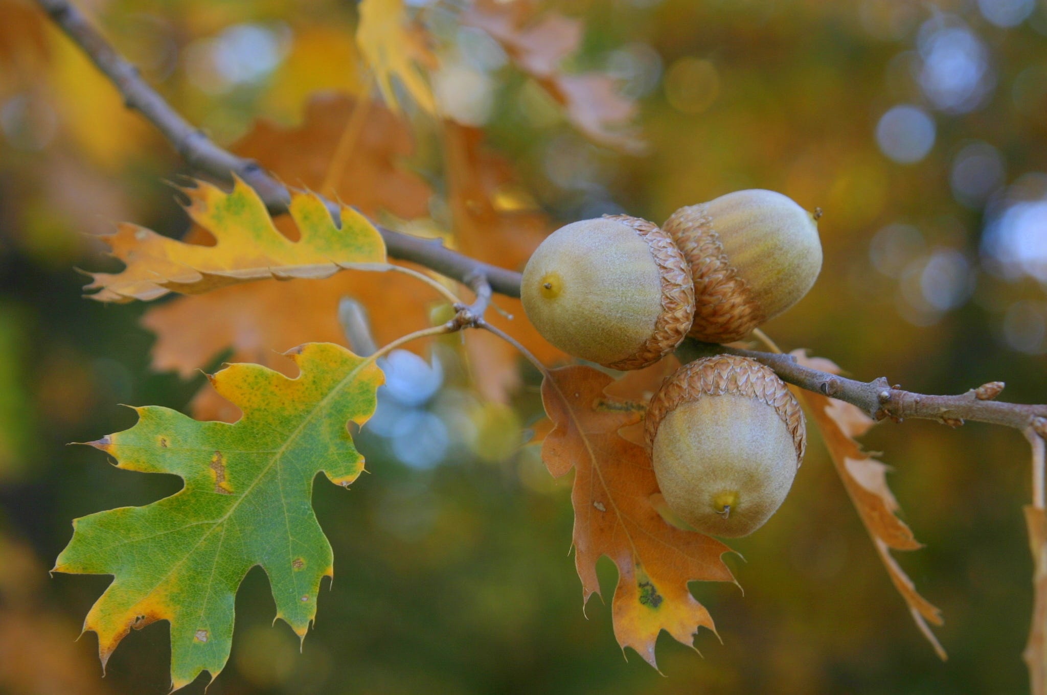 Oak tree, Acorns Wallpaper, 2050x1360 HD Desktop