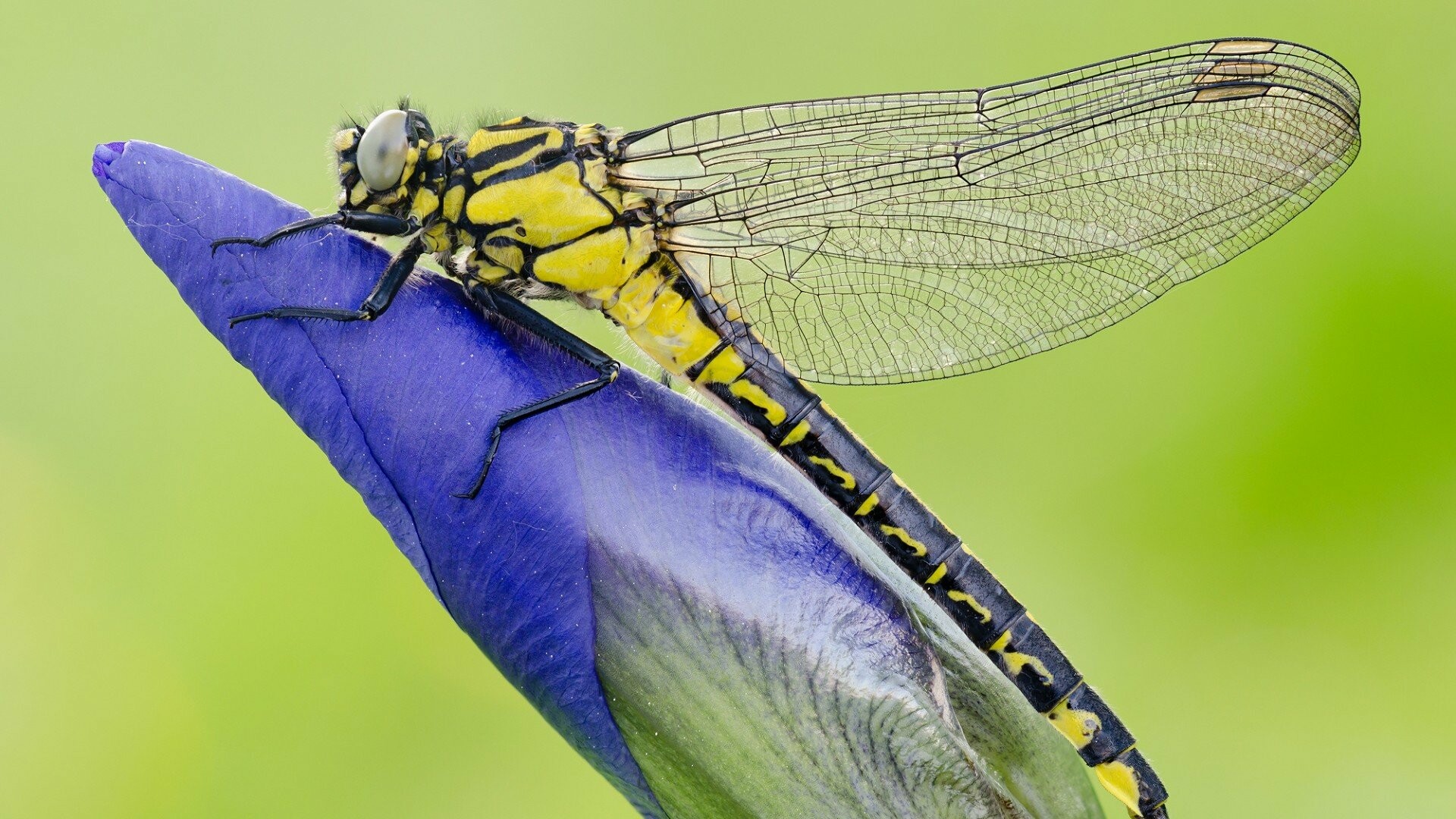 Minimalist dragonfly, Simple yet captivating, Stunning wallpaper, Eye-catching image, 1920x1080 Full HD Desktop