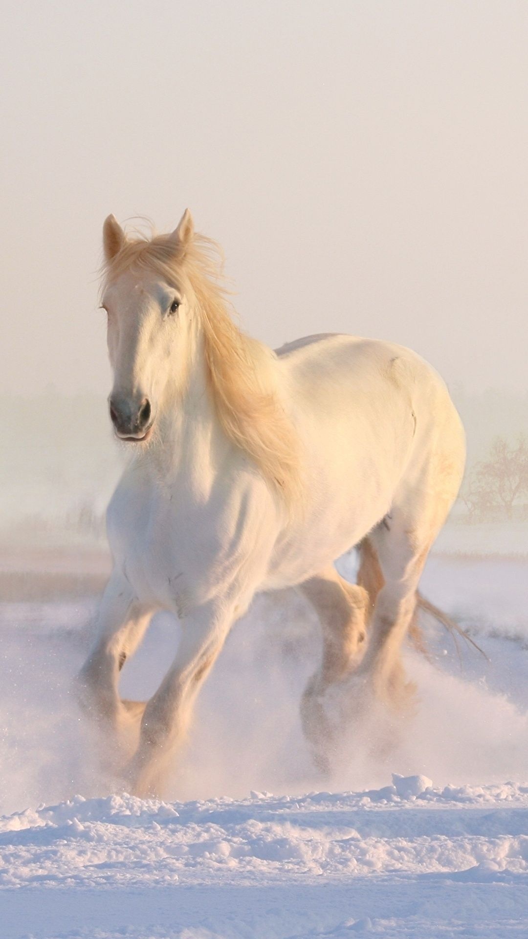 Running horse phone wallpapers, Energetic and free, Mobile charm, Captivating backdrop, 1080x1920 Full HD Phone