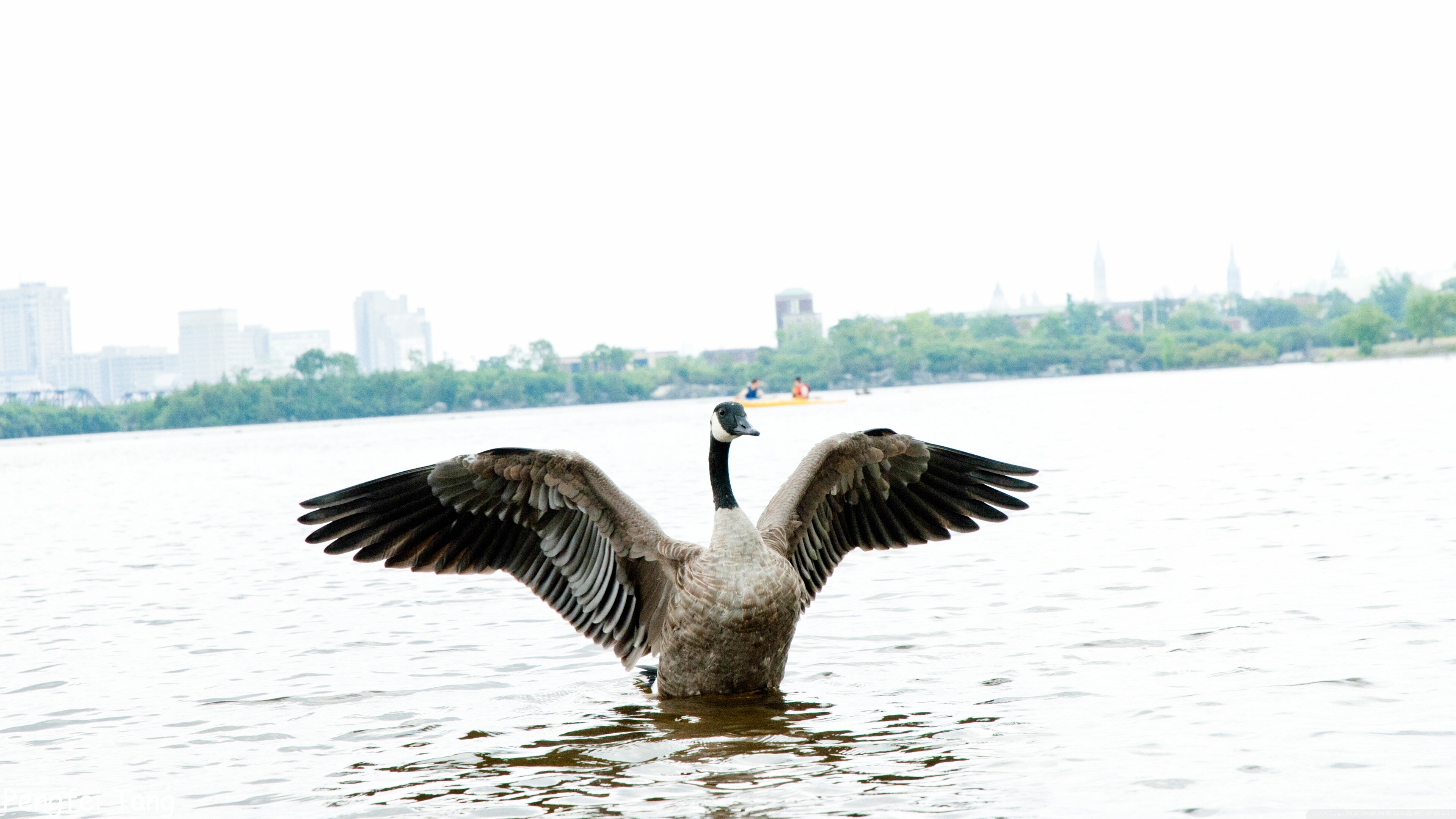 Goose in ultra HD, Multidisplay background, Captivating wallpaper, High-tech beauty, 3840x2160 4K Desktop