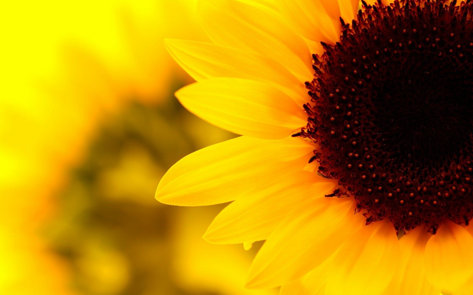 Sunflower aesthetic wallpapers, Nature, 1920x1200 HD Desktop